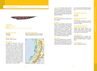 121120
Taxonomía
Orden: Gymnotiformes
Familia: Gymnotidae
Especie: Gymnotus henni Albert, Crampton y Maldonado 2003
Gymnotus henni Albert, Crampton y Maldonado 2003
Categoría Nacional
Vulnerable
VU B2b(iii)
Nombre común
Beringo, culebra, mayupa.
Descripción
La especie se diferencia de las otras
pertenecientes al grupo denominado
Gymnotus carapo group por: 1) cabeza de
color café oscuro y manchas amarillas
claras de forma irregular localizadas en
la barbilla, detrás y bajo los ojos, sobre
el opérculo y entre los ojos; 2) bandas
amarillasclarassobreelcuerpotananchas
o más anchas que las bandas café oscuras
en la mitad anterior del cuerpo; 3) líneas
transversales hialinas y oscuras en la parte
caudal de la aleta anal. Son características
adicionales una boca amplia, contenida
43,2-49,4% en la longitud de la cabeza;
cabeza corta 9,2-10,7% en la LT y distancia
preanal 72,1-112,3% en la longitud de la
cabeza (Albert y Crampton 2003).
Distribución geográfica
Endémica de Colombia, de las cuencas del
Pacífico (Maldonado-Ocampo et al. 2008).
Subcuenca: río Baudó al norte de Pava-
randó y en la ruta hacia Pie de Pepe; río
San Juan, Resguardo de Puerto Pizarro,
en el litoral del San Juan, departamento
del Chocó; río San Cipriano, cuenca del río
Dagua, departamento del Valle del Cauca
(03°52’N-76°55’W).
Población y uso
No se conocen estimativos poblacionales
para la especie.
Ecología
En el río San Cipriano, cuenca del río
Dagua, esta especie habita entre palizadas
o huecos, en las márgenes de quebradas
de agua transparente, fondos rocosos,
grava y arenas finas. Otras especies de
Gymnotiformes que comparten éste
hábitat son Brachyhypopomus occidentalis
y Sternopygus sp. No se tiene información
sobre la ecología la especie. La longitud
total máxima registrada hasta el momento
37,1 cm (Albert y Crampton 2003).
Amenazas
Existe una transformación y contamina-
ción del hábitat de esta especie por la mi-
nería de oro, especialmente en la cuenca
del río Dagua en los dos últimos años. Esta
situación se está extendiendo rápidamen-
te en otras cuencas del Pacífico que poseen
gran concentración de especies endémi-
cas.
Medidas de conservación
tomadas
No existen.
Medidas de conservación
propuestas
Se recomienda incrementar la conserva-
ción de sus habitat y estudios sobre su dis-
tribución y ecología.
Colecciones con registros
confirmados de la especie
Holotipo CAS 47290. Paratipo CAS
217162; FMNH 56793. Otras: IAvH-P
11522, 11523; ICN 96, 102, 2284; IMCN
1369, 4504, 4521; USNM 246793.
Localidad tipo
Desembocadura del río Calima, muni-
cipio de Buenaventura, Valle del Cauca,
(03°53’N-77°04’W) (Albert y Crampton
2003).
Autor de la ficha
Javier A. Maldonado-Ocampo
GymnotushenniAlbert,CramptonyMaldonado2003
 