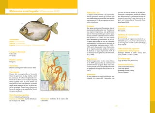 125124
Taxonomía
Orden: Characiformes
Familia: Serrasalmidae
Especie: Mylossoma acanthogaster (Valenciennes 1850)
Mylossoma acanthogaster (Valenciennes 1850)
Categoría Nacional
Vulnerable
VU (A2d)
Nombre común
Pámpano.
Sinonimia
Myletes acanthogaster Valenciennes 1850
Descripción
Cuerpo alto y comprimido, en forma de
disco. Su apariencia es algo similar a la de
las cachamas. De coloración plateado uni-
forme en los flancos, oscura hacia la parte
dorsal y pálida hacia la parte ventral. La
aleta anal de color rojo intenso, lo mismo
que la parte superior del ojo. La aleta cau-
dal es escamada. Posee cuatro dientes en
forma de muelas en la mandíbula. Carece
de espina predorsal.
Distribución geográfica
Países: Colombia y Venezuela.
Cuencas en Colombia: Caribe (Maldona-
do-Ocampo et al. 2008).
Subcuencas: endémica de la cuenca del
Catatumbo.
Población y uso
La especie está sometida a un aprovecha-
miento pesquero intenso y se asume que
sus poblaciones son reducida, pues apenas
representan el 2% de las capturas en terri-
torio colombiano.
Ecología
Son peces activos que frecuentan los re-
mansos profundos de los ríos. Tiende a ser
una especie vegetariana, con preferencia
por los frutos y semillas que caen al agua,
aunque también consume insectos terres-
tres (Galvis et al. 1997). Es una especie
poco abundante y crece hasta 30 cm LE.
Lo poco que se sabe de ésta en Colombia,
corresponde a la información derivada de
los monitoreos realizados entre 1989 y
1995 por la Asociación Cravo Norte, don-
de se reporta una talla media de captura
de 26,4 cm LE y que representó el 2% de
la biomasa total capturada (ECOPETROL
et al. 1996).
Migraciones
Realiza migraciones locales cortas (Usma
et al. 2009) aguas arriba al comienzo del
periodo lluvioso y aguas abajo con el ini-
cio del periodo seco. Se reproduce durante
la temporada de aguas altas (Galvis et al.
1997).
Amenazas
Es una especie con una distribución res-
tringida a la cuenca del Catatumbo, con
un área de drenaje menor de 30.000 km2
.
Sometida a sobrepesca, perdida de hábitat
por deforestación y contaminación por de-
rrames de petróleo, lo que hace que la es-
pecie esté vulnerable en Venezuela (Cam-
po y Lasso 2008).
Medidas de conservación
tomadas
No existen.
Medidas de conservación
propuestas
Se recomienda la reglamentación de la ac-
tividad de pesca comercial y el incentivo a
la investigación científica sobre la biología
de la especie.
Colecciones con registros
confirmados de la especie
Holotipo MNHN A. 1065. Otras: ICN
2142; USNM 121347, 121348.
Localidad tipo
Lago de Maracaibo, Venezuela.
Autores de la ficha
José Saulo Usma Oviedo,
José Iván Mojica,
Armando Ortega-Lara y
Lucena Vásquez
Mylossomaacanthogaster(Valenciennes1850)
 