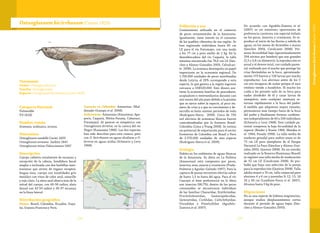 127126
Taxonomía
Orden: Osteoglossiformes
Familia: Osteoglossidae
Especie: Osteoglossum bicirrhosum (Cuvier 1829)
Osteoglossum bicirrhosum(Cuvier 1829)
Categoría Nacional
Vulnerable
VU (A2d)
Nombre común
Arawana, arahuana, aroana.
Sinonimias
Osteoglossum vandellii Cuvier 1829
Osteoglossum arowana Jardine 1841
Osteoglossum minus Valenciennes 1847
Descripción
Cuerpo cubierto totalmente de escamas a
excepción de la cabeza, hendidura bucal
amplia e inclinada con dos barbillas men-
tonianas que sirven de órgano receptor,
lengua ósea, cuerpo con tonalidades gris
metálico con visos de color azul, amarillo
y rojo claro. La aleta anal abarca más de la
mitad del cuerpo, con 49-58 radios; aleta
dorsal con 42-50 radios y 30-37 escamas
en la línea lateral.
Distribución geográfica
Países: Brasil, Colombia, Ecuador, Guya-
na, Guyana Francesa y Perú.
Cuencas en Colombia: Amazonas (Mal-
donado-Ocampo et al. 2008).
Subcuencas: Amazonas (Amazonas, Apa-
poris, Caquetá, Mirita-Paraná, Cahunarí,
Putumayo). Al parecer es simpátrica con
Osteoglossum ferreirai, en la cuenca del río
Negro (Kanazawa 1966). Las dos especies
han sido descritas para esta cuenca, pero
con O. bicirrhosum en aguas alcalinas y O.
ferrerai en aguas ácidas (Schwartz y Levy
1968).
Población y uso
Comúnmente utilizada en el comercio
de peces ornamentales de la Amazonia.
Igualmente, tiene interés en el consumo
de los pueblos ribereños de esa región. Se
han registrado individuos hasta 85 cm
LE para el río Putumayo, con una moda
a los 77 cm y peso medio de 2 kg. En la
desembocadura del río Caquetá, la talla
máxima encontrada fue 76,6 cm LE (Sán-
chez y Alonso-González 2003, Calvalcan-
te 2008). La arawana desempeña un papel
importante en la economía regional. De
1.700.000 unidades de peces movilizadas
desde Leticia, el 29% corresponde a esta
especie, lo que genera a la región ingresos
cercanos a US$520.000. Este dinero sos-
tiene la economía familiar de pescadores,
acopiadores e intermediarios durante casi
seis meses del año pues debido a la presión
que se ejerce sobre la especie, al poco nú-
mero de crías y a que su crecimiento y de-
sarrollo es lento existen periodos de veda
(Rodríguez-Sierra 2006). Cerca de 720
mil alevinos de arawanas blancas fueron
contrabandeadas por la frontera Brasil-
Colombia (Lima y Prang 2008). Se estima
un potencial de exportación para el sector
fronterizo de Colombia con Brasil y Perú
de 2.370.000 unidades de esta especie
(Rodríguez-Sierra et al. 2009).
Ecología
Habita en los ambientes de aguas blancas
de la Amazonia. Su dieta en La Pedrera
(Amazonas) está compuesta por peces,
insectos, aves, anuros y crustáceos (Prada-
Pedreros y Aguilar-Galindo 1997). Para la
captura de presas terrestres efectúa saltos
de hasta 1,5 m fuera del agua. Para el río
Caucayá el ítem preferencial en la dieta
son insectos (98,7%); dentro de los peces
consumidos se encontraron individuos
de las familias Characidae, Erythrinidae,
Prochilodontidae, Gasteropelecidae,
Gymnotidae, Cichlidae, Callichthyidae,
Doradidae y Pimelodidae (Agudelo-
Zamora et al. 2007).
De acuerdo con Agudelo-Zamora et al.
(2007) es un omnívoro oportunista de
preferencia carnívora con especial énfasis
en los peces, insectos y crustáceos. Se re-
produce al inicio de las lluvias y subida de
aguas, en los meses de diciembre a marzo
(Sánchez 2004, Cavalcante 2008). Pre-
senta fecundidad baja (aproximadamente
294 oócitos por hembra) que son grandes
(2,5 a 3,8 cm diámetro), la reproducción es
anual y el desove total, con cuidado paren-
tal, realizado por el macho que protege las
crías llevándolas en la boca, aproximada-
mente 173 huevos y 158 larvas por macho
reproductor. Los alevinos antes de los 5
cm son incapaces de nadar porque el saco
vitelino tiende a hundirlos. El macho los
cuida y les permite salir de su boca para
nadar alrededor de él y cazar larvas de
mosquitos, ante cualquier amenaza re-
tornan rápidamente a la boca del padre.
A medida que adquieren mayor tamaño,
permanecen más tiempo fuera de la boca
del padre y finalmente forman cardúme-
nes independientes de 60 a 200 individuos
(Schwartz y Levy 1968). Este cuidado pa-
rental compensa la baja fecundidad de la
especie (Breder y Rosen 1966, Mendes et
al. 1984, Posada 1998). La talla media de
madurez gonadal para ambos sexos es de
73 cm LE para ejemplares de el Parque
Nacional La Paya (Sánchez y Alonso-Gon-
zález 2003, Queiroz 2008). En un estudio
realizado en la Reserva Mamiraua (Brasil)
se registró una talla media de maduración
de 52 cm LE (Cavalcante 2008). Es pro-
bable que haya una selección de la pareja
para la reproducción (Queiroz 2008). Talla
adulta mayor a 70 cm, talla comercial para
alevinos 4 y 6 cm y juveniles 9, 12, 15, 18
24 y 30 cm (Landínes-Parra et al. 2007).
Alcanza hasta 5 kg de peso.
Migraciones
No es una especie de hábitos migratorios,
aunque realiza desplazamientos cortos
durante el período de aguas bajas (Sán-
chez y Alonso-González 2003).
Osteoglossumbicirrhosum(Cuvier1829)
 