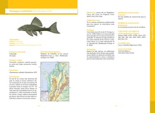 131130
Taxonomía
Orden:Siluriformes
Familia: Loricariidae
Especie: Panaque cochliodon (Steindachner 1879)
Panaque cochliodon (Steindachner 1879)
Categoría Nacional
Vulnerable
VU (A2d)
Nombre común
Corroncho, coroncoro, casasola, guacaro-
te, cucha real, chipe, corroncorro, roncho,
barbón.
Sinonimia
Chaetostomus cochliodon Steindachner 1879
Descripción
Es una de las cuchas más hermosas del
país; su cuerpo es oscuro uniforme y lla-
ma la atención por el color azul intenso de
sus ojos. Cabeza con el hocico redondeado
y granular hasta su margen; D 8; 25 - 26
placas laterales; posee pocos dientes en
cada ramo de la mandíbula entre 6 y 8, ge-
neralmente 7, todos terminados en forma
de cuchara. Cuerpo cubierto enteramente
por placas; aleta dorsal con siete radios ra-
mificados y dientes en forma de cuchara.
Distribución geográfica
Endémica de Colombia, en las cuencas
Magdalena-Cauca y Sinú (Maldonado-
Ocampo et al. 2008).
Subcuencas: cuenca del río Magdalena,
Cauca, alto Cauca (La Virginia), Cesar,
Apulo; Sinú y San Jorge.
Población y uso
No se conocen estimativos poblacionales
para esta especie. Se comercializa como
ornamental
Ecología
Crece hasta unos 40 cm de LT (Ortega-La-
ra et al. 1999). Habita en el cauce principal
de los grandes ríos en zonas de remansos y
palizadas. Se alimenta de algas perifíticas
las cuales ramonea de los troncos y subs-
tratos duros; no se tiene información de
su reproducción (Maldonado-Ocampo et
al. 2005).
Amenazas
Especie de baja captura, sus poblaciones
han declinado en los últimos años posible-
mente debido a la alteración de hábitat que
ha experimentado la cuenca y sobrepesca
para la comercialización como ornamental.
Medidas de conservación
tomadas
No hay medidas de conservación para la
especie.
Medidas de conservación
propuestas
Se recomienda la protección de su hábitat.
Colecciones con registros
confirmados de la especie
Sintipo NMW 47297, 47298. Otras: ICN
249, 369, 386, 620, 2004, 6851, 6907;
MLS 564, 570.
Localidad tipo
Cauca, Colombia (Eigenmann 1922).
Autor de la ficha
José Iván Mojica y
José Saulo Usma Oviedo
Panaquecochliodon(Steindachner1879)
 