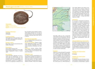 133132
Taxonomía
Orden: Myliobatiformes
Familia: Potamotrygonidae
Especie: Paratrygon aiereba (Müller y Henle 1841)
Paratrygon aiereba(Müller y Henle 1841)
Categoría Nacional
Vulnerable
VU (A2a,d)
Categoría Global
Datos Deficientes (Góes de Araújo y Rin-
cón 2004) (www.iucnredlist.org/apps/re-
dlist/details/161588/0)
Nombre común
Raya manta, raya ceja, raya manzana (Co-
lombia, Venezuela).
Sinonimias
Disceus thayeri Garman 1913
Potamotrygon strongylopterus Castex 1964
Disceus strogylopterus Castex y Castello
1969
Descripción
Cuerpo discoidal y aplanado, no tan cir-
cular como en Potamotrygon, con una
concavidad anterior en su margen y sin
un botón rostral. Ojos pedunculados; una
protuberancia carnosa en el margen ex-
terno de los espiráculos. Distancia de la
boca al margen anterior del disco relativa-
mente larga, contenida 2,6 a 3,3 veces en
el ancho del disco. Cola corta, sin pliegues
dorsales ni ventrales (Rosa 1985, Lasso et
al. 2011c).
Distribución geográfica
Países:Colombia, Brasil, Venezuela, Ecua-
dor, Perú y Bolivia.
Cuencas en Colombia: Orinoco y Ama-
zonas (Maldonado-Ocampo et al. 2008),
recién colectado (septiembre 2011) en la
cuenca amazónica colombiana (río Putu-
mayo).
Subcuencas: Orinoco (Arauca, Meta,
Tomo, Inírida y cauce principal del Orino-
co entre el Tomo y el río Guaviare). Ama-
zonas (Putumayo).
Población y uso
Se captura con fines ornamentales en es-
tadio juvenil o preadulto. Sus registros es-
tadísticos con fines de exportación no son
claros pues aparece con varios nombres
(raya manzana, ceja, raya aireba) en las es-
tadísticas oficiales. El dato más confiable
disponible cedido por CCI, corresponde
al año 2009 con 150 individuos. Hay una
pesquería comercial estacional en la Ori-
noquia venezolana en la cuenca del Apure-
Arauca durante el periodo de aguas altas,
asociado a la escasez de las especies co-
merciales tradicionales en esa época (Bar-
barino y Lasso 2005, 2009). Los adultos
son usados en la pesca de subsistencia en
áreas remotas de la Orinoquia colombiana
y en el Amazonas (río Putumayo) el hígado
es usado con fines medicinales.
Ecología
Habita en el cauce principal de los grandes
ríos y caños en todo tipo de aguas (blan-
cas, claras y negras), nunca penetra la pla-
nicie de inundación. En la Orinoquia la
especie se reproduce durante todo el año;
puede tener de 1 a 8 embriones intraute-
rinos; las hembras alcanzan la madurez
sexual a los 37 cm AD y los machos a los
45 cm AD (Lasso et al. 1996, Barbarino y
Lasso 2005, 2009). Es una especie carní-
vora, básicamente piscívora, aunque los
camarones e insectos (Odonata y Colep-
tera) también son elementos importantes
en su dieta (Lasso et al. 1996, Lasso 2004).
En la Orinoquia las hembras alcanzan ma-
yor talla y peso (32,5 cm AD – 2 kg) que los
machos (29 cm AD – 1,4 kg) (Lasso 2004,
Lasso et al. 1996).
Amenazas
Es un recurso ornamental de importan-
cia creciente. La mayor amenaza en la
Orinoquia es la extracción desmedida de
individuos inmaduros (juveniles). Cen-
sos recientes en la Estrella Fluvial Inírida
(ríos Inírida, Guaviare, Atabapo y Orino-
co) realizados entre febrero-mayo (2011),
no indican la presencia de esta especie en
la región (Lasso y Sierra-Quintero obs.
pers.), lo cual es otro factor de preocupa-
ción. Entran a Colombia de manera ilegal
vía la frontera colombo-venezolana por la
región de Inírida. En el río Putumayo no
se captura con fines ornamentales, solo
se consume ocasionalmente (Lasso obs.
pers.).
Oportunidades de conservación
En el Plan de Acción Nacional para la con-
servación y manejo de tiburones, rayas y
quimeras de Colombia (Caldas et al. 2010),
la especie quedó establecida con un grado
de prioridad de acción alto, en relación con
la pesca, comercio y distribución de la mis-
ma.
Medidas de conservación
tomadas
No existen.
Medidas de conservación
propuestas
Se considera necesario fortalecer el siste-
ma de registro y seguimiento de las captu-
ras (consumo y ornamentales) y exporta-
Paratrygonaiereba(MülleryHenle1841)
 