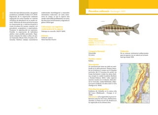 134 135
Vulnerable
ciones de rayas dulceacuícolas, que genere
estadísticas confiables (Caldas et al. 2010).
Regulación de la exportación mediante
asignación de cuotas basadas en criterios
científicos de abundancia en su medio na-
tural. Definición de áreas prioritarias para
su conservación (p. e. reservas de pesca) a
través de planes de manejo conjunto con
pescadores, acopiadores y exportadores.
Promover la reproducción en cautiverio.
Prohibir la exportación de individuos
adultos como posibles parentales. Regu-
lación conjunta de vedas y tallas con paí-
ses limítrofes (Brasil, Perú, Ecuador y Ve-
nezuela). Realizar trabajos taxonómicos
tradicionales (morfológicos) y avanzados
(sistemática molecular), así como mues-
treos en campo, ya que la especie está
siendo confundida posiblemente con otras
dos descritas recientemente y asignadas al
género Heliotrygon.
Colecciones con registros
confirmados de la especie
Holotipo no conocido. IAvH-P 4684.
Autores
Carlos A. Lasso y
Paula Sánchez-Duarte
Parodon caliensis Boulenger 1895
Categoría Nacional
Vulnerable
VU (A2c)
Nombre común
Rollizo.
Descripción
Se caracteriza por tener un radio no rami-
ficado en la aleta pectoral. Dientes latera-
les en el dentario y cuerpo con 6-8 bandas
verticales (de 2-3 escamas de ancho) sin
franja horizontal y todas las aletas hiali-
nas excepto la caudal (Londoño-Burbano
y Román-Valencia 2010). Labio superior
ausente, maxila con 1-2 dientes. Aleta dor-
sal es truncada, caudal bilobulada, adipo-
sa es poco evidente y la aleta anal es corta
(Zúñiga et al. 2004).
Distribución geográfica
Endémica de Colombia en la cuenca alta
del Cauca (Maldonado - Ocampo et al.
2008).
Subcuencas:se ha registrado en pocos tri-
butarios como los ríos Cauca, Mediacanoa,
Quindío, La Vieja y en río Cali, donde no se
ha registrado en los últimos años.
Población
No se conocen estimativos poblacionales
para la especie y no se colecta en la locali-
dad tipo desde 1999.
Taxonomía
Orden: Characiformes
Familia: Parodontidae
Especie: Parodon caliensis Boulenger 1895
 