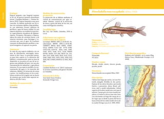 136 137
Vulnerable
Ecología
Especie pequeña cuya longitud máxima
es 20 cm. Al parecer presenta dimorfismo
sexual (Londoño-Burbano y Román-Va-
lencia 2010). Especie bentónica muy poco
conocida. Su hábitat preferido son los si-
tios con corrientes rápidas y baja pendien-
te, con substratos rocosos cubiertos de
perifiton y agua de buena calidad. Es una
especie omnívora con tendencia insectívo-
ra, especialmente inmaduros de Epheme-
roptera, Tricoptera, Plecoptera y Diptera,
típicos de zonas de corriente fuerte, y de
insectos terrestres como hormigas y cu-
carrones que caen al agua. En ocasiones
consume accidentalmente perifiton y ma-
terial inorgánico al capturar sus presas.
Amenazas
Se trata de una especie endémica con un
área de distribución restringida única-
mente al alto Cauca. La principal amena-
za para ésta especie es la alteración del
hábitat y contaminación, pues su área de
dispersión se encuentra en una de las re-
giones más pobladas del país, con una alta
concentración de industrias y agricultura
intensiva. Es una especie sensible a la con-
taminación del agua y a la remoción del
substrato, debida a la extracción de arena
y grava. Las modificaciones en los ecosis-
temas acuáticos de la región son un factor
de amenaza que incide sobre especies en-
démicas del alto Cauca.
Medidas de conservación
tomadas
No existen.
Medidas de conservación
propuestas
La protección de su hábitat mediante el
control de contaminación por agua re-
sidual. Además, control de la extracción
de arena y grava del lecho de los ríos, así
como investigación científica.
Localidad tipo
Río Cali, Cali (Valle), Colombia, 1050 m
s.n.m.
Colecciones con registros
confirmados de la especie
Lectotipos BMNH 1895.11.16.83-87; Pa-
ralectotipos BMNH 1895.11.16.83-86,
CRBMUV 98014; MCZ 35893, 47682.
Otras: AMNH 7110; CAS 6779, 6780;
CIUA 618; CZUT-IC 1054, 1162, 1580,
2343, 3075, 3108, 3115, 3129; FMNH
69790, 56305; ICN 284; IMCN 54, 225,
284, 2313, 2436, 3035, 3043, 3152, 3153,
3346, 3349, 3351, 3353, 3355, 3356; IUQ
2626, MCZ 35893; MHNUC-IC 0501; MLS
300.
Comentarios
Londoño-Burbano et al. (2011) realizaron
la revisión taxonómica del género Parodon
en Colombia.
Autores de la ficha
José Saulo Usma Oviedo y
Armando Ortega-Lara
Pimelodella macrocephala (Miles 1943)
Categoría Nacional
Vulnerable
VU (A2c)
Nombre común
Micudo, chiribí, chirirí, chirrirí, picudo,
picalón, picaló.
Sinominia
Nannorhamdia macrocephala Miles 1943
Descripción
Cabeza más larga que ancha, con una fon-
tanela alargada dividida en dos partes.
Espinas de las aletas dorsales y pectorales
fuertes y punzantes; aletas dorsal, pél-
vicas, anal y caudal redondeadas. Lóbulo
superior de la aleta caudal más corto que el
inferior. Cuerpo gris con visos rosados me-
tálicos, el vientre es de un tono más claro.
Con una banda a lo largo del cuerpo de co-
lor negro que va desde la punta del hocico
hasta el final de los radios medios de la ale-
ta caudal (Ortega-Lara et al. 1999, 2002).
Distribución geográfica
Endémica de Colombia , en la cuenca Mag-
dalena-Cauca (Maldonado-Ocampo et al.
2008).
Taxonomía
Orden: Siluriformes
Familia: Heptapteridae
Especie: Pimelodella macrocephala (Miles 1943)
 