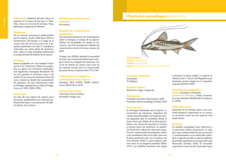 138 139
Vulnerable
Subcuencas: endémica del alto Cauca, se
registra en la cuenca de los ríos La Vieja,
Teta, Cauca en el sector de la Balsa, Pijao,
Meléndez y quebrada El Silletero.
Población
No se conocen estimativos poblacionales
para la especie. Desde 1998 hasta 2009 se
muestrearon 100 puntos a lo largo de la
cuenca alta del río Cauca entre ríos y pe-
queñas quebradas, con sólo 11 ejemplares
colectados en cuatro sitios de muestreo.
Esto indica la baja densidad poblacional
y la especificidad de hábitat de la especie.
Ecología
Especie pequeña con una longitud máxi-
ma de 6 cm. Bentónica, habita ríos peque-
ños, en aguas con corrientes moderadas,
con vegetación sumergida abundante. En
los ríos grandes se encuentra cerca a las
orillas en las zonas de remansos fuera del
cauce central en donde hay acumulación
de palizadas. No hay información sobre
su biología reproductiva ni dieta (Ortega-
Lara et al. 1999, 2000, 2002).
Amenazas
Se trata de una especie de captura poco
frecuente, posiblemente con tamaños po-
blacionales bajos y con alteración de hábi-
tat dentro de la cuenca.
Medidas de conservación
tomadas
No existen.
Medidas de conservación
propuestas
Son necesarios proyectos de investigación
sobre la biología y ecología de la especie.
Definir las localidades en donde se en-
cuentra, con el fin de proponer medidas de
conservación estricta de estos cuerpos de
agua.
Ortega-Lara (2004a), planteó la necesidad
de hacer una evaluación poblacional y pro-
puso elevar su categoría de amenaza, con
el fin de tenerla en cuenta como unas de
las especies focales para la conservación
por parte de las Corporaciones CVC y CRC.
Colecciones con registros
confirmados de la especie
Paratipos MCZ 35876; USNM 120157.
Otras: IMCN 2613, 3276.
Autores de la ficha
José Saulo Usma Oviedo y
Armando Ortega-Lara
Taxonomía
Orden: Siluriformes
Familia: Pimelodidae
Especie: Pimelodus coprophagus Schultz 1944
Pimelodus coprophagusSchultz 1944
Categoría Nacional
Vulnerable
VU B2b(iii)
Nombre común
Mierderito, bagre, rampuche.
Sinonimias
Pimelodus maculatus Valenciennes 1840
Pimelodus clarias coprophagus Schultz 1944
Descripción
Se distingue fácilmente por el patrón ca-
racterístico de coloración. Superficie del
cuerpo amarillo pálido con manchas oscu-
ras pequeñas que se extienden desde el
dorso hasta por debajo de la línea lateral.
Aletas con coloración amarilla en la base
y oscuras hacia sus extremos. La superfi-
cie dorsal de la cabeza de coloración negra.
Proceso supraoccipital puntiagudo, ancho
y de consistencia ósea en la base, que toca
la placa predorsal, pero no se fusiona con
ésta (Schultz 1944). La aleta adiposa cabe
seis veces en la longitud estándar (Miles
1971). Las barbillas maxilares son largas
y alcanzan la aleta caudal. La especie se
diferencia de P. “clarias” del Magdalena por
presentar puntos negros en la superficie
corporal (Schultz 1944).
Distribución geográfica
Países: Colombia y Venezuela.
Cuencas en Colombia: Caribe: Catatum-
bo y sus afluentes (Maldonado-Ocampo et
al. 2008).
Población y uso
Sometida en los últimos años a una acti-
vidad pesquera importante en la cuenca,
se encuentra entre las tres especies más
importantes.
Ecología
Su nombre coprophagus hace referencia a
su particular hábito alimentario, se sabe
que come cualquier desecho que encuentra
y ocasionalmente se ha observado indivi-
duos tragando grandes y espesos glóbulos
de petróleo presentes en las aguas del Lago
Maracaibo (Schultz 1944). Es frecuente
capturarlo en los ríos del Catatumbo hacia
 