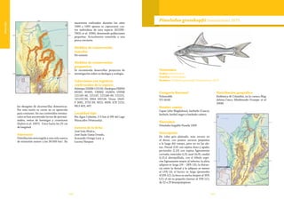 140 141
Vulnerable
los desagües de alcantarillas domesticas.
Por esta razón su carne no es apetecida
para consumo. En sus contenidos estoma-
cales se han encontrado larvas de quironó-
midos, restos de hormigas y crustáceos
(Galvis et al. 1997). Crece hasta los 25 cm
de longitud.
Amenazas
Distribución restringida a una sola cuenca
de extensión menor a los 30.000 km2
. En
muestreos realizados durante los años
1989 a 1995 apenas se capturaron cua-
tro individuos de esta especie (ECOPE-
TROL et al. 1996), denotando poblaciones
pequeñas. Actualmente sometida a una
pesca creciente.
Medidas de conservación
tomadas
No existen.
Medidas de conservación
propuestas
Se recomienda desarrollar proyectos de
investigación sobre su biología y ecología.
Colecciones con registros
confirmados de la especie
Holotipo USNM 121150. Paratipos FMNH
84585, 95495; UMMZ 142494; USNM
121145-46, 121147, 121148-49, 121151,
121152-59; ZMA 102124. Otras: IAvH-
P 3081, 3732-39, 4915, 4939; ICN 2151;
MLS 402, 407.
Localidad tipo
Río Agua Caliente, 2-3 km al SW del Lago
Maracaibo (Venezuela).
Autores de la ficha
José Iván Mojica,
José Saulo Usma Oviedo,
Armando Ortega-Lara y
Lucena Vásquez
Pimelodus grosskopfii Steindachner 1879
Categoría Nacional
Vulnerable
VU (A2d)
Nombre común
Capaz (alto Magdalena); barbudo (Cauca);
barbule, barbul negro y barbudo cañero.
Sinonimia
Pimelodus longifilis Posada 1909
Descripción
De color gris plateado, más oscuro en
el dorso, con puntos oscuros pequeños
a lo largo del cuerpo, pero no en las ale-
tas. Dorsal (I,6) con espina dura y aguda;
pectorales (I,10) con espina ligeramente
curvada; ventrales (i,5); anal (iv,9); caudal
(i,15,i) ahorquillada, con el lóbulo supe-
rior ligeramente mayor al inferior; la aleta
adiposa es larga (24 – 28% LE); la distan-
cia entre la dorsal y la adiposa es menor
al 15% LE; el hocico es largo (promedio
47,6% LC); la boca es ancha (mayor al 35%
LC); el ojo es pequeño (menor al 19% LC);
de 22 a 23 branquiespinas.
Distribución geográfica
Endémica de Colombia, en la cuenca Mag-
dalena-Cauca (Maldonado-Ocampo et al.
2008).
Taxonomía
Orden: Siluriformes
Familia: Pimelodidae
Nombre: Pimelodus grosskopfii Steindachner 1879
 