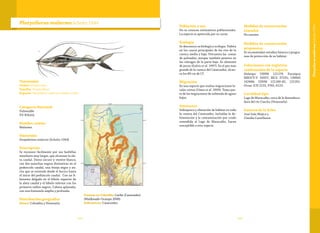 145144
Taxonomía
Orden:Siluriformes
Familia: Pimelodidae
Especie: Platysilurus malarmo Schultz 1944
Platysilurus malarmo Schultz 1944
Categoría Nacional
Vulnerable
VU B1b(iii)
Nombre común
Malarmo.
Sinonimia
Duopalatinus malarmo (Schultz 1944)
Descripción
Se reconoce fácilmente por sus barbillas
maxilares muy largas, que alcanzan la ale-
ta caudal. Dorso oscuro y vientre blanco,
con dos manchas negras distintivas en el
pedúnculo caudal, una franja negra y an-
cha que se extiende desde el hocico hasta
el inicio del pedúnculo caudal. Con un fi-
lamento delgado en el lóbulo superior de
la aleta caudal y el lóbulo inferior con los
primeros radios negros. Cabeza aplanada,
con una fontanela amplia y profunda.
Distribución geográfica
Países: Colombia y Venezuela.
Cuencas en Colombia: Caribe (Catatumbo)
(Maldonado-Ocampo 2008).
Subcuencas: Catatumbo.
Población y uso
No se conocen estimativos poblacionales.
La especie es apetecida por su carne.
Ecología
Se desconoce su biología y ecología. Habita
en los cauces principales de los ríos de la
cuenca media y baja. Frecuenta las zonas
de palizadas, aunque también penetra en
las ciénagas de la parte baja. Se alimenta
de peces (Galvis et al. 1997). Es el pez más
grande de la cuenca del Catatumbo, alcan-
za los 80 cm de LT.
Migración
Es una especie que realiza migraciones lo-
cales cortas (Usma et al. 2009). Toma par-
te de las migraciones de subienda de aguas
bajas.
Amenazas
Sobrepesca y alteración de hábitat en toda
la cuenca del Catatumbo, incluidas la de-
forestación y la contaminación por crudo
extendida al Lago de Maracaibo, hacen
susceptible a esta especie.
Medidas de conservación
tomadas
No existen.
Medidas de conservación
propuestas
Se recomiendan estudios básicos y progra-
mas de protección de su hábitat.
Colecciones con registros
confirmados de la especie
Holotipo USNM 121179. Paratipos
MBUCV-V 10937; MCZ 37231; UMMZ
142486; USNM 121180-82, 121201.
Otras: ICN 2155, 3765, 6123.
Localidad tipo
Lago de Maracaibo, cerca de la desemboca-
dura del río Concho (Venezuela).
Autores de la ficha
José Iván Mojica y
Claudia Castellanos
PlatysilurusmalarmoSchultz1944
 