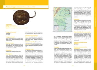 147146
es la Orinoquia, en especial la Estrella
Fluvial de Inírida (confluencia de los ríos
Inírida, Guaviare, Atabapo y Orinoco). La
extracción según los centros de acopio fue
la siguiente: Puerto Inírida (2179), Puerto
Carreño (497) y Puerto Gaitán (117), para
un total de 2793 individuos (MADR-CCI
2009b).
Ecología
Especie típica de ríos de aguas claras y ne-
gras, muy ocasionalmente blancas, de la
Orinoquia y Amazonia, tanto en el cauce
de los grandes ríos y caños como en zonas
de inundación. En la Orinoquia la especie
se reproduce durante todo el año y puede
tener de 3 a 6 fetos intrauterinos; los ma-
chos alcanzan la madurez sexual a los 31,8
cm AD y las hembras a tallas > 38 cm AD
(Lasso obs. pers.). En cautiverio las hem-
bras alcanzan la madurez a los 36 cm AD
y pueden tener de 6 a 7 fetos (Thorson et
al. 1983). En el medio natural (Orinoquia)
los machos alcanzan una talla máxima de
43,7 cm AD y 3,1 kg y las hembras 43,4 cm
AD con 3,4 kg (Lasso obs. pers.). En cau-
tiverio se han registrado individuos (sexo
no determinado) de 55 cm AD y más de 8
kg (Thorson et al. 1983). En el Amazonas-
Río Negro (Brasil) tiene una dieta carcinó-
faga (cangrejos y camarones) (Shibuya et
al. 2009).
Amenazas
Recurso pesquero ornamental muy impor-
tante, siendo la segunda especie más ex-
portada de Colombia. La mayor amenaza
en la Orinoquia es la extracción desme-
dida de individuos inmaduros (juveniles)
y en ocasiones adultos para el mercado
negro asiático como reproductores. En la
Amazonia no parece experimentar una
presión pesquera tan marcada.
Oportunidades de conservación
En el Plan de Acción Nacional para la Con-
servación y Manejo de Tiburones, Rayas y
Quimeras de Colombia (Caldas et al. 2010)
la especie quedó catalogada con un grado
de prioridad de acción muy alto, en rela-
ción con la pesca, comercio y distribución
de la misma.
Medidas de conservación
tomadas
No existen.
Medidas de conservación
propuestas
Se considera necesario fortalecer el siste-
ma de registro y seguimiento de las captu-
ras de consumo y ornamentales y exporta-
ciones de rayas dulceacuícolas, que genere
estadísticas confiables (Caldas et al. 2010).
Regular la exportación mediante asigna-
ción de cuotas basadas en criterios cientí-
ficos de abundancia en su medio natural.
Definir áreas prioritarias para su conser-
vación (por ejemplo, reservas de pesca) a
través de planes de manejo conjunto con
pescadores, acopiadores y exportadores.
Taxonomía
Orden: Myliobatiformes
Familia: Potamotrygonidae
Especie: Potamotrygon motoro (Müller y Henle 1841)
Potamotrygon motoro(Müller y Henle 1841)
Categoría Nacional
Vulnerable
VU (A4d)
Categoría Global
Datos Insuficientes (DD) (Drioli y Chiara-
monte 2005) (www.iucnredlist.org/apps/
redlist/search).
Nombre común
Raya, raya motoro (Colombia); raya mo-
tora, raya tigra, raya pintada; raya guaca-
maya (Venezuela); boro, raia motoro, raia
maca (Brasil) (Rosa 1985).
Sinonimia
Potamotrygon circularis Garman 1913
Descripción
Disco subcircular; superficie dorsal de
color marrón-oliváceo a marrón o gris os-
curo. Con numerosos ocelos amarillos a
anaranjado-rojizo, más grandes que el diá-
metro del ojo pero diferentes en tamaño
entre ellos y dispuestos en unas cinco se-
ries elípticas. Dientes relativamente gran-
des y planos, en 18 a 39 filas longitudina-
les en la mandíbula superior (Rosa 1985).
Distribución geográfica
Países: Colombia, Venezuela, Guyana, Su-
riname, Brasil, Guayana Francesa, Ecua-
dor, Bolivia, Perú, Paraguay, Uruguay y
Argentina.
Cuencas en Colombia: Orinoco y Amazo-
nas (Maldonado-Ocampo et al. 2008).
Subcuencas: Orinoco (Atabapo, Inírida,
Meta). Amazonas (Amazonas y Putuma-
yo).
Población y uso
Se captura con fines ornamentales en es-
tadio juvenil o preadulto. Es la segunda
especie de raya de agua dulce con mayor
nivel de extracción y exportación y de la
cual se cuenta con registros históricos más
fidedignos, aunque probablemente incluya
un complejo de especies. La tendencia de
exportación desde 1999 hasta el presente
va en aumento hasta superar en el 2009
los 12.000 individuos exportados (Inco-
der 2009). El área de mayor extracción
Potamotrygonmotoro(MülleryHenle1841)
 