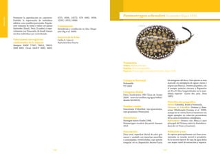 148 149
Vulnerable
Potamotrygon schroederi Fernández-Yépez 1958
Categoría Nacional
Vulnerable
VU (A4d)
Categoría Global
Datos Insuficientes (DD) (Góes de Araújo
2009) (www.iucnredlist.org/apps/redlist/
details/161365/0).
Nombre común
Guacamaya (Colombia); raya guacamaya,
raya guayanesa (Venezuela).
Sinonimias
Paratygon motoro Fowler 1948,
Potamotrygon circularis (en parte) Garman
1913
Descripción
Disco oval; superficie dorsal de color gris
oscuro y azulado con manchas amarillas
o anaranjadas, vermiculadas, cuyo patrón
irregular en su disposición decrece hacia
los márgenes del disco. Este patrón es más
marcado en ejemplares de aguas claras y
negras que blancas. Dientes pequeños, con
el margen anterior cóncavo y dispuestos
en 36 a 53 filas longitudinales en la man-
díbula superior (Lasso obs. pers., Rosa
1985).
Distribución geográfica
Países: Colombia, Brasil y Venezuela.
Cuencas en Colombia: Orinoco y Ama-
zonas (Maldonado-Ocampo et al. 2008),
aunque no se cuenta hasta el momento con
algún ejemplar en colección proveniente
de la cuenca amazónica colombiana.
Subcuencas: Orinoco (río Meta y cauce
principal del Orinoco entre la desemboca-
dura del río Tomo y Guaviare).
Población y uso
Se captura principalmente con fines orna-
mentales en estadio juvenil o preadulto.
Es la tercera especie de raya de agua dulce
con mayor nivel de extracción y exporta-
Taxonomía
Orden: Myliobatiformes
Familia: Potamotrygonidae
Especie: Potamotrygon schroederi Fernández-Yépez 1958
Promover la reproducción en cautiverio.
Prohibir la exportación de individuos
adultos como posibles parentales. Regula-
ción conjunta de vedas y tallas con países
limítrofes (Brasil, Perú, Ecuador) y espe-
cialmente con Venezuela, de donde vienen
muchos individuos por contrabando.
Colecciones con registros
confirmados de la especie
Sintipos: NMW 77987, 78613, 78655;
ZMB 4662. Otras: IAvH-P 4682, 4683,
4725, 8506, 10272; ICN 4383, 9928,
12207, 12973, 14960.
Comentarios
Introducida y establecida en Asia (Singa-
pur) (Ng et al. 2009).
Autores de la ficha
Carlos A. Lasso y
Paula Sánchez-Duarte
 