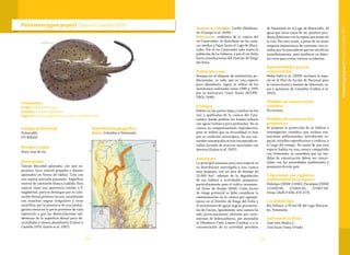 153152
Potamotrygon yepezi Castex y Castello 1970
Categoría Nacional
Vulnerable
VU B2b(iii)
Nombre común
Raya, raya de río.
Descripción
Cuerpo discoidal aplanado, con ojos su-
periores, boca ventral pequeña y dientes
aplanados en forma de rádula. Cola con
una espina aserrada punzante. Superficie
ventral de coloración blanca o pálida. Esta
especie tiene una apariencia similar a P.
magdalenae, pero se distingue por su colo-
ración dorsal grisácea oscura, usualmente
con manchas negras irregulares y otras
amarillas, por la presencia de una prolon-
gación cónica en la parte posterior de cada
espiráculo y por las denticulaciones epi-
dérmicas de la superficie dorsal poco de-
sarrolladas y menos abundantes (Castex y
Castello 1970, Galvis et al. 1997).
Distribución geográfica
Países: Colombia y Venezuela.
Taxonomía
Orden: Myliobatiformes
Familia: Potamotrygonidae
Especie: Potamotrygon yepezi Castex y Castello 1970
Cuencas en Colombia: Caribe (Maldona-
do-Ocampo et al. 2008).
Subcuencas: endémica de la cuenca del
río Catatumbo. Se distribuye en las cuen-
cas medias y bajas hasta el Lago de Mara-
caibo. Por el río Catatumbo sube hasta la
población de La Gabarra, y por el río Zulia
hasta inmediaciones del Distrito de Riego
del Zulia.
Población y uso
Aunque no se dispone de estimativos po-
blacionales, se sabe que es una especie
poco abundante, según se infiere de los
monitoreos realizados entre 1989 y 1995
por la Asociación Cravo Norte (ECOPE-
TROL 1996).
Ecología
Habita en las partes bajas y medias de los
ríos y quebradas de la cuenca del Cata-
tumbo, donde prefiere los fondos lodosos
con aguas turbias y poco profundas. No se
conoce su comportamiento reproductivo,
pero se infiere que su fecundidad es baja
por su condición ovovivípara. En sus con-
tenidos estomacales se han encontrado es-
tadios larvales de insectos mezclados con
detritus (Galvis et al. 1997).
Amenazas
La principal amenaza para esta especie es
su distribución restringida a una cuenca
muy pequeña, con un área de drenaje de
25.600 km2
, además de la degradación
de sus hábitat y actividades pesqueras,
particularmente para el tráfico ornamen-
tal (Góes de Araújo 2004). Como factor
de riesgo potencial se debe considerar la
contaminación en la cuenca por agroquí-
micos en el Distrito de Riego del Zulia y
el vertimiento de aguas negras provenien-
tes de Cúcuta. Igualmente, esta cuenca ha
sido particularmente afectada por verti-
mientos de hidrocarburos, por atentados
al Oleoducto Caño Limón-Coveñas y a la
concentración de la actividad petrolera
de Venezuela en el Lago de Maracaibo. Al
igual que otras rayas de río, produce pica-
duras dolorosas con la espina que posee en
la cola. Por esta razón, a pesar de no tener
ninguna importancia de consumo, son te-
midas por los pescadores que las sacrifican
inmediatamente, pues prefieren no dejar-
las vivas para evitar futuros accidentes.
Oportunidades para la
conservación
Mejía-Falla et al. (2009) incluyen la espe-
cie en el Plan de Acción de Nacional para
la conservación y manejo de tiburones, ra-
yas y quimeras de Colombia (Caldas et al.
2010).
Medidas de conservación
tomadas
No existen.
Medidas de conservación
propuestas
Se propone la protección de su hábitat e
investigación científica que incluya eva-
luaciones poblacionales, distribución es-
pacial, estudios reproductivos y tróficos, a
lo largo del tiempo. En razón de que esta
especie habita en una cuenca compartida
con Venezuela, se considera que las me-
didas de conservación deben ser concer-
tadas con las autoridades ambientales y
pesqueras de este país.
Colecciones con registros
confirmados de la especie
Holotipo USNM 121662. Paratipos USNM
121659-60, 121663-65, 121667-68.
Otras: IAvH-P 636; ICN 2175.
Localidad tipo
Río Palmar, a 70 km SE del Lago Maracai-
bo, Venezuela.
Autores de la ficha
José Iván Mojica y
José Saulo Usma Oviedo
PotamotrygonyepeziCastexyCastello1970
 