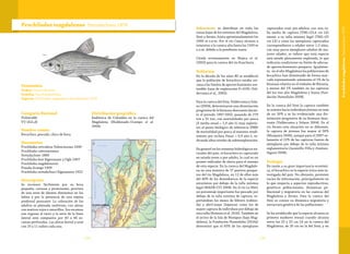 155154
Taxonomía
Orden: Characiformes
Familia: Prochilodontidae
Especie: Prochilodus magdalenae Steindachner 1878
Prochilodus magdalenae Steindachner 1878
Categoría Nacional
Vulnerable
VU (A2c,d)
Nombre común
Bocachico, pescado, chico de boca.
Sinonimias
Prochilodus reticulatus Valenciennes 1849
Prochilodus rubrotaeniatus
Steindachner 1880
Prochilodus beni Eigenmann y Ogle 1907
Prochilodus magdalenensis
Posada-Arango 1909
Prochilodus steindachneri Eigenmann 1922
Descripción
Se reconoce fácilmente por su boca
pequeña, carnosa y prominente, provista
de una serie de dientes diminutos en los
labios y por la presencia de una espina
predorsal punzante. La coloración de los
adultos es plateada uniforme, con aletas
con matices rojos o amarillos. Sus escamas
son rugosas al tacto y la serie de la línea
lateral está compuesta por 40 a 46 es-
camas perforadas. Las aletas dorsal y anal
con 10 a 11 radios cada una.
Distribución geográfica
Endémica de Colombia en la cuenca del
Magdalena (Maldonado-Ocampo et al.
2008).
Subcuencas: se distribuye en toda las
zonas bajas de los sistemas del Magdalena,
Sinú y Atrato, hasta aproximadamente los
1000 m s.n.m. Por el río Cauca alcanza a
remontar a la cuenca alta hasta los 1500 m
s.n.m. debido a la pendiente suave.
Citada erróneamente en Mojica et al.
(2002) para la cuenca del río Ranchería.
Población
En la década de los años 80 se estableció
que la población de bocachico estaba cer-
cana a los límites de aprovechamiento sos-
tenible (tasa de explotación E=41%) (Val-
derrama et al., 2003).
Para la cuenca del Sinú, Valderrama y Sola-
no (2004), determinaron una disminución
progresiva de la biomasa desovante duran-
te el periodo 1997-2002, pasando de 279
ton a 32 ton, con mortalidades por pesca
(F media anual = 1,9 año-1) muy superio-
res al punto biológico de referencia (PBR)
de mortalidad por pesca al máximo rendi-
miento por recluta Fmax = 0,9 año-1, in-
dicando altos niveles de sobreexplotación.
En general en los sistemas hidrológicos na-
turales del país, el bocachico es capturado
en estado joven o pre-adulto, lo cual es un
primer indicador de alerta para el manejo
de esta especie. En la cuenca del Magdale-
na en una muestra de 17 puertos pesque-
ros del río Magdalena, en 12 de ellos más
del 40% de los desembarcos de la especie
estuvieron por debajo de la talla mínima
legal (MADR-CCI 2008). En el río La Miel,
un porcentaje importante fue pescado por
debajo de la talla mínima de captura, re-
portándose los meses de febrero (subien-
da) y abril-mayo (bajanza) como los de
mayor captura de individuos por debajo de
esta talla (Reinoso et al. 2010). También en
el sector de la Isla de Mompox (bajo Mag-
dalena), la Fundación Humedales (2010a)
determinó que el 65% de los ejemplares
capturados eran pre-adultos con una ta-
lla media de captura (TMC=23,4 cm LE)
menor a su talla mínima legal (TML=25
cm LE) y como los ejemplares capturados
correspondieron a edades entre 1-2 años,
con muy pocos ejemplares adultos de ma-
yores edades, se infiere que está especie
está siendo plenamente explotada, lo que
indicaría condiciones en límite de adecua-
do aprovechamiento pesquero. Igualmen-
te, en el alto Magdalena las poblaciones de
bocachico han disminuido de forma mar-
cada representando solamente el 1% de la
biomasa relativa en el embalse de Betania,
y menos del 1% también en las capturas
del los ríos alto Magdalena y Suaza (Fun-
dación Humedales 2008).
En la cuenca del Sinú la captura también
se orienta hacia individuos jóvenes en más
de un 50% y se ha evidenciado una dis-
minución progresiva de su biomasa deso-
vante (Valderrama y Solano 2004). En el
río Atrato esta situación no es diferente,
la captura de jóvenes fue mayor al 50%
(Mosquera 2006), aunque para el 2007 so-
lamente el 22% de las capturas fueron de
ejemplares por debajo de la talla mínima
reglamentaria (Jaramillo-Villa y Jiménez-
Segura 2008).
Ecología
En razón a su gran importancia económi-
ca, el bocachico es la especie íctica más in-
vestigada del país. No obstante, persisten
vacíos de información, principalmente en
lo que respecta a aspectos reproductivos,
genéticos poblacionales, dinámicas po-
blacional y migratoria en las cuencas del
Magdalena y Atrato. Para la cuenca del
Sinú se conoce su dinámica migratoria y
estructura genética de las poblaciones.
Se ha establecido que la especie alcanza su
primera madurez sexual cuando alcanza
entre los 23 y 25 cm LE en la cuenca del
Magdalena; de 20 cm en la del Sinú; y en
ProchilodusmagdalenaeSteindachner1878
 