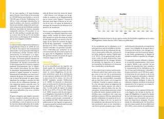 157156
Vulnerable
20 cm para machos y 22 para hembras
para el Atrato. Para el Sinú se ha estimado
en 153.000 huevos por hembra; y cerca de
150.000 para el Atrato (Valderrama et al.
2011c). Como estrategia reproductiva, la
especie produce una enorme cantidad de
huevos por hembra, adaptación que le per-
mite recuperarse de mortalidades masivas
drásticas, derivadas de eventos naturales
temporales adversos. El bocachico es un
pez de talla mediana a grande que alcan-
za a crecer más de 50 cm LT. Los machos
de bocachico se distinguen de las hembras
por ser más delgados y esbeltos.
Migraciones
La especie realiza migraciones medianas y
longitudinales (Usma et al. 2009). El ciclo
de vida de esta especie está íntimamente
relacionado con los patrones hidrológicos
de inundación y estiaje. Factores como la
alimentación, el crecimiento y la repro-
ducción son determinados por el nivel de
las aguas. De manera general, durante las
aguas altas permanece en las ciénagas ali-
mentándose del detritus proveniente de
la descomposición de la materia orgánica
aportada principalmente por la vegeta-
ción acuática (macrófitas). En esta época
la abundante disponibilidad de alimento
permite el rápido aumento en tamaño y
biomasa de los individuos, así como la acu-
mulación de grasas. De diciembre a enero,
con el inicio del periodo de aguas bajas,
abandona las ciénagas y remonta los ríos
en busca de los tributarios laterales, en
una migración masiva conocida como “la
subienda”. Allí permanece durante todo
el período seco y se alimenta de las algas
que crecen adheridas a las rocas y troncos
sumergidos.
El gasto energético que implica remontar
los ríos, sumado al cambio a una dieta me-
nos rica, conlleva a la perdida de peso de
los individuos, y esto al parecer es uno de
los factores desencadenantes de la madu-
ración sexual. Con la llegada de la tempo-
rada de lluvias hacia los meses de marzo
– abril retorna a las ciénagas con las gó-
nadas ya maduras en un desplazamiento
que se conoce como “bajanza”. Durante el
descenso tiene lugar el desove en los cau-
ces de los ríos y las aguas de desborde se
encargan de transportar los alevinos a las
planicies de inundación.
Para la cuenca Magdalena, la especie reali-
za también una segunda migración anual
aguas arriba, aunque de menor intensi-
dad, durante los meses de estiaje de mitad
de año (julio-agosto), con retorno a las cié-
nagas en los meses de ascensos de aguas
de fin de año, septiembre – octubre (Val-
derrama et al. 2011c). Ambas migraciones
anuales coinciden con períodos reproduc-
tivos, evideciadas por aumentos en las
concentraciones de larvas de la especie en
las aguas del río Magdalena, durante los
dos períodos anuales de ascenso de aguas
(Jiménez-Segura et al. 2010).
Amenazas
Cuenca del Magdalena
Es en la actualidad una las especies con
mayor grado de vulnerabilidad por su
alto aporte a la pesca comercial y de con-
sumo. La cuenca Magdalena, en sus me-
jores momentos, antes de la declinación
en sus capturas, produjo cerca del 50% de
la pesca total de la cuenca, con cerca de
40.000 toneladas anuales (Valderrama
et al. 1993b). Su situación es alarmante,
pues se estima que el volumen de capturas
ha descendido en un 90% en los últimos
años. La talla media de captura se redujo
de 38 cm en 1973 a 27 cm en 1987 (Zárate
et al. 1988). La pesca total de esta especie
en el Magdalena descendió de 38.000 ton
en 1978 a solo 6.000 ton en 1999, lo que
en términos porcentuales corresponde a
una pérdida del 84%. Desde entonces las
poblaciones no han logrado recuperarse y
su captura anual ha oscilado entre tan sólo
3.000 y 7.000 ton (Figura 3).
Figura 3. Evolución histórica de las captura totales de Prochilodus magdalenae en la cuenca
del Magdalena. Fuente Barreto (2011) (datos no publicados).
Se ha establecido que la sobrepesca es el
principal factor que ha incidido en la drás-
tica disminución de sus volúmenes de cap-
tura y consecuente reducción continua en
las tallas medias de captura (Valderrama
et al. 2011c). El uso generalizado de prác-
ticas y artes de pesca destructivos como
el taponamiento de las ciénagas durante
los periodos de migración de la especie,
los trasmallos, los barbascos y la dinamita
han contribuido a su declinación.
Es una especie que se pesca continuamen-
te durante todo el año, tanto en las ciéna-
gas como en los ríos. En su permanencia
en las ciénagas es asediada permanente-
mente por los innumerables trasmallos
que se calan día y noche, con el zangarreo
y bolicheo. Cuando la especie intenta sa-
lir a los ríos para iniciar su migración de
subienda, es común taponar con redes o
trampas los caños de salida a los ríos. En
este punto, los pescadores procuran evitar
la salida del menor número posible de in-
dividuos pues consideran esto como una
pérdida económica. Allí son capturados en
grandes volúmenes y la mayoría de los in-
dividuos no llegan a los ríos. La suerte de
los ejemplares que alcanzan los ríos no es
más promisoria, pues se ven sometidos a
una fuerte presión pesquera que se desa-
rrolla durante este periodo a lo largo de los
cauces. Con la llegada de las aguas altas y
el retorno de los peces a las ciénagas ocu-
rre igualmente una fuerte presión pesque-
ra que limita grandemente la llegada de
ejemplares adultos a repoblar las ciénagas.
La migración durante subienda y bajanza
es un periodo supremamente crítico para
la especie, debido a que coincide con sus
periodos de reproducción. Esto sumado a
la concentración de los individuos en los
ríos la hace particularmente vulnerable a
la pesca; de hecho casi el 70% de la captu-
ra total anual de esta especie se da en los
meses de migración (diciembre a febrero)
(Oleoducto Colombia 1994). En un sen-
tido estrictamente biológico, la pesca de
subienda y bajanza minimiza el potencial
reproductivo de la especie y es a todas lu-
ces una práctica irracional.
La declinación en las capturas de bocachi-
co ha llegado a ser tal que en muchas cié-
nagas del Magdalena la especie ha dejado
de ser la de mayor aporte a las pesquerías,
y en algunos casos ha pasado a ser una es-
pecie de importancia marginal. El grave
estado de sobrexplotación del bocachico,
sus altas tasas anuales de mortalidad total
(Z=1,343) y unos niveles de rendimientos
ProchilodusmagdalenaeSteindachner1878
 