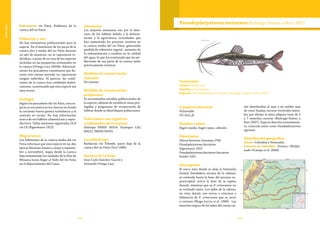 164 165
Vulnerable
Subcuencas: río Patía. Endémica de la
cuenca del río Patía.
Población y uso
No hay estimativos poblacionales para la
especie. En el monitoreo de los peces de la
cuenca alta y media del río Patía durante
un año de muestreo, no se capturaron in-
dividuos, a pesar de ser una de las especies
incluidas en las pesquerías artesanales en
la cuenca (Ortega-Lara 2004b). Adicional-
mente los pescadores comentaron que du-
rante este mismo periodo no capturaron
ningún individuo. Al parecer, las condi-
ciones de la cuenca han cambiado drásti-
camente, ocasionando que esta especie sea
muy escasa.
Ecología
Según los pescadores del río Patía, esta es-
pecie se encuentra en los chorros en donde
la corriente fuerte genera turbulencia y el
sustrato es rocoso. No hay información
acerca de sus hábitos alimenticios y repro-
ductivos. Tallas máximas registradas 16,8
cm LE (Eigenmann 1922).
Migraciones
Los habitantes de la cuenca media del río
Patía informan que esta especie en las dos
épocas lluviosas (marzo a mayo y septiem-
bre a noviembre), migra desde la cuenca
baja remontando los raudales de la Hoz de
Minama hasta llegar al Valle del río Patía
en el departamento del Cauca.
Amenazas
Las mayores amenazas son por el dete-
rioro de los hábitat debido a la defores-
tación y la agricultura, actividades que
han aumentado los procesos erosivos en
la cuenca media del río Patía, generando
pérdida de cobertura vegetal, aumento de
la sedimentación y cambios en la calidad
del agua, lo que ha ocasionado que las po-
blaciones de esa parte de la cuenca estén
prácticamente extintas.
Medidas de conservación
tomadas
No existen.
Medidas de conservación
propuestas
Se recomiendan estudios poblacionales de
la especie, además de establecer áreas pro-
tegidas y programas de recuperación de
hábitat donde se identifiquen poblaciones.
Colecciones con registros
confirmados de la especie
Holotipo FMNH 56554. Paratipos CAS
60622, FMNH 56555.
Localidad tipo
Barbacoas río Telembí, parte baja de la
cuenca del río Patía (Vari 1989).
Autores de la ficha
Gian Carlo Sánchez-Garcés y
Armando Ortega-Lara
Taxonomía
Orden:Siluriforme
Familia: Pimelodidae
Especie: Pseudoplatystoma metaense Buitrago-Suárez y Burr 2007
Pseudoplatystoma metaense Buitrago-Suárez y Burr 2007
Categoría Nacional
Vulnerable
VU (A2c,d)
Nombre común
Bagre rayado, bagre rayao, cabezón.
Sinonimias	
Silurus fasciatus Linnaeus 1766
Pseudoplatystoma fasciatum
Eigenmann 1922
Pseudoplatystoma fasciatum fasciatum
Fowler 1951
Descripción
El surco óseo donde se aloja la fontanela
frontal (hendidura encima de la cabeza),
se extiende hasta la base del proceso su-
praoccipital (cerca la base de la espina
dorsal), mientras que en P. orinocoense no
se extiende tanto. Los lados de la cabeza,
en vista dorsal, son rectos o cóncavos a
diferencia de P. orinocoense que es recto
o convexo (Mago-Leccia et al. 1986). Las
manchas negras de los lados del cuerpo es-
tán distribuidas al azar y no exhibe más
de cinco bandas oscuras verticales latera-
les; por último la aleta adiposa tiene de 5
a 7 manchas oscuras (Buitrago-Suárez y
Burr 2007). Especie descrita recientemen-
te, conocida antes como Pseudoplatystoma
tigrinum.
Distribución geográfica
Países: Colombia y Venezuela.
Cuencas en Colombia: Orinoco (Maldo-
nado-Ocampo et al. 2008).
 