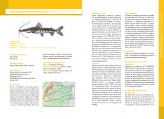 169168
Taxonomía
Orden:Siluriformes
Familia: Pimelodidae
Especie: Pseudoplatystoma orinocoense Buitrago-Suárez y Burr 2007
Pseudoplatystoma orinocoenseBuitrago-Suárez y Burr 2007
Categoría Nacional
Vulnerable
VU (A2c,d)
Nombre común
Bagre rayado, bagre rayao, cabezón.
Sinonimias	
Silurus fasciatus Linnaeus 1766
Pseudoplatystoma fasciatum
Eigenmann 1922
Pseudoplatystoma fasciatum fasciatum
Fowler 1951
Descripción
El surco o hendidura de la cabeza (fonta-
nela) no alcanza el proceso occipital y no
muestra hendiduras transversales en este
proceso; perfil dorsal de la cabeza recto
o convexo, en vista dorsal los lados de la
cabeza son convexos (Mago-Leccia 1986).
Lados del cuerpo con bandas transversales
perpendiculares bien separadas entre sí y
con bandas claras y oscuras sobre el tron-
co que se extienden por debajo de la línea
lateral (Buitrago–Suárez y Brooks 2007).
Especie descrita recientemente, conocida
antes como Pseudoplatystoma fasciatum.
Distribución geográfica 	
Paises: Colombia y Venezuela.
Cuencas en Colombia: Orinoco (Maldo-
nado-Ocampo et al. 2008).
Subcuencas: Orinoco (Arauca, Meta, Vi-
chada, Inírida, Guaviare).
Población y uso
Tiene importancia comercial nacional.
En los desembarcos de esta especie en
la Orinoquia representó el 16,7% en el
2009 con 169,4 ton (MADR-CCI 2010a).
En Venezuela la estadística de esta espe-
cie se registra junto con P. metaense, las
cuales representan un 13,2% en promedio
(Machado-Allisson y Bottini 2010). Los
registros históricos de desembarco de P.
orinocoense en Puerto López muestran un
fuerte descenso entre 1983 (14,8 ton) a
1992 (1,9 ton), con posteriores oscilacio-
nes y tendencia a aumentar en las cantida-
des comercializadas en ese municipio, a tal
punto que en el 2009 (8,3 ton), se observan
desembarcos superiores a los registrados
hace 24 años. Esto muestra que la especie
presenta una aparente recuperación en
este río (Ramírez-Gil y Ajiaco-Martínez,
2011e), como también es evidenciado por
Ramírez-Gil y Ajiaco-Martínez (2011a)
para toda la Orinoquia colombiana entre
los años 2006 a 2009.
Ecología
Habita en ríos de aguas blancas, claras y
negras tanto en cauces principales como
esteros y lagunas. Especie piscívora que se
alimenta de coporos (Prochilodus mariae),
mijes (Anostomidae), cachama (Colossoma
macropomum), palometas (Mylossoma
spp), palambra (Brycon spp), curvinata
(Plagiosción squamosissimus), bagre paleto
(Sorubim lima) y P. metaense; también
incluye camarones (Reid 1983). Su época
de reproducción abarca el periodo de
aguas ascendentes en los meses de marzo
a junio con un pico máximo en mayo; la
talla media de madurez en el alto Meta se
calculo en 60 cm LE para los machos y 83
cm LE para las hembras, con fecundidad de
66.000 huevos por kg de peso (Ramírez-
Gil y Ajiaco-Martínez 1995). Alcanza
tamaños hasta de 131 cm LE y peso de
24,6 kg.
Migraciones
La especie presenta migraciones grandes
y transfronterizas (Usma et al. 2009). Con
dos tipos de migración, alimenticia y re-
productiva. La migración alimenticia se
observa en dos épocas del año, en enero
(aguas bajas) cuando ascienden ejempla-
res de pequeño porte y de septiembre a di-
ciembre, cuando lo hacen ejemplares adul-
tos que van tras la subienda de bocachico
(P. mariae) (Ramírez-Gil 1987b). La migra-
ción reproductiva ocurre en el periodo de
aguas ascendentes, marzo a junio, cuando
remonta desde las partes bajas hasta la ca-
becera de los ríos para desovar, época en
que se registra los ejemplares de mayor ta-
maño (Ramírez-Gil 1987b, Ramírez-Gil y
Ajiaco-Martínez 1995).
Amenazas
Como en las demás especies de la Orino-
quia, la degradación ambiental es uno de
los factores de mayor amenaza.
Medidas de conservación
tomadas
Mediante la resolución del INDERENA
1087 de 1981, se estableció su talla míni-
ma de captura en 65 cm LE y se reglamen-
taron las artes de pesca permitidas para la
captura de esta especie. Adicionalmente
el acuerdo del INDERENA 0008 de 1997
prohíbe el almacenamiento, transporte y
comercialización de esta especie entre el 1
de mayo y el 30 de junio de cada año para
proteger su periodo reproductivo en toda
la Orinoquia colombiana.
Medidas de conservación
propuestas
Es importante que las autoridades am-
bientales ejerzan las funciones de con-
trol correspondientes, para garantizar la
calidad de los ecosistemas acuáticos, el
manejo de las aguas y la conservación de
la vegetación tanto de piedemonte como
PseudoplatystomaorinocoenseBuitrago-SuárezyBurr2007
 