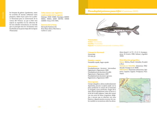 170 171
Vulnerable
los bosques de galería. Igualmente, tanto
los acuerdos de manejo ambiental como
pesquero, deben hacer parte de la políti-
ca binacional para la conservación de la
cuenca del Orinoco, ya que si bien esta
especie se reproduce en las cabeceras de
los ríos colombo-venezolanos, es conocido
que su principal área de crecimiento está
localizada en las partes bajas del río Apure
(Venezuela).
Colecciones con registros
confirmados de la especie
Holotipo INHS 35880. Paratipos AMNH
96662, 96663; ANSP 166790; USNM
233830. Otras: ICN 17491.
Autores de la ficha
Hernando Ramírez-Gil,
Rosa Elena Ajiaco-Martínez y
Carlos A. Lasso
Taxonomía
Orden: Siluriformes
Familia: Pimelodidae
Especie: Pseudoplatystoma punctifer (Castelnau 1855)
Pseudoplatystoma punctifer (Castelnau 1855)
Categoría Nacional
Vulnerable
VU (A2c,d)
Nombre común
Pintadillo rayado, bagre rayado.
Sinonimias
Pseudoplatystoma fasciatum intermedium
Eigenmann y Eigenmann 1888
Pseudoplatystoma fasciatum brevifile
Eigenmann y Eigenmann 1889
Pseudoplatystoma fasciatum nigricans
Eigenmann y Eigenmann 1889
Descripción
Cuerpo alargado y cabeza moderadamente
deprimida; proceso occipital unido con la
placa predorsal; la ranura de la fontanela
es alargada y poco profunda. Origen de la
aleta dorsal equidistante entre el hocico y
el fin de la aleta adiposa. Lados del cuerpo
con una serie de líneas irregulares delga-
das y oscuras que se alternan con unas
blancas y algunos puntos oscuros, los cua-
les también se encuentran sobre las aletas.
Aleta dorsal I, 6; P1 I, 9; A 11; branquis-
pinas 10 (Castro 1986, Salinas y Agudelo
2000).
Distribución geográfica
Países: Bolivia, Brasil, Colombia, Ecuador
y Perú.
Cuencas en Colombia: Amazonas (Mal-
donado-Ocampo et al. 2008).
Subcuencas: Amazonas (Amazonas, Apa-
poris, Caquetá, Caguán, Orteguaza, Putu-
mayo).
 
