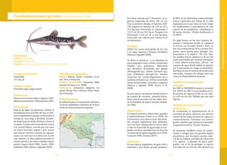 175174
Pseudoplatystoma tigrinum (Valenciennes 1840)
Categoría Nacional
Vulnerable
VU (A2c,d)
Nombre común
Pintadillo tigre, bagre rayado.
Sinonimias
Platystoma truncatum Spix y Agassiz 1829
Platystoma punctatum Valenciennes 1840
Descripción
Especie de bagre de apariencia similar al
Pseudoplatystoma punctifer del que se dife-
rencia rápidamente porque su fontanela es
conspicua, muy larga y dividida, extendi-
da desde la parte media del hocico hasta el
occipital. Cuerpo con la zona dorsal oscura
y la ventral blanca, surcado por una serie
de líneas verticales negras o gris oscuro
que forman círculos cerrados en algunos
casos y se conectan en el dorso con las del
lado opuesto; la aleta adiposa presenta el
mismo patrón y las aletas radiadas tienen
puntos negros (Reid 1983, Castro 1986,
Arboleda 1988, Salinas y Agudelo 2000).
Distribución geográfica
Países: Bolivia, Brasil, Colombia, Ecua-
dor, Perú y Venezuela.
Cuencas en Colombia: Amazonas (Mal-
donado-Ocampo et al. 2008).
Subcuencas: Amazonas, Apaporis, Ca-
quetá, Mesay, Yari, Cahunari, Miriti-Para-
ná, Putumayo.
Población y uso
Es utilizada para el consumo de subsisten-
cia de los pobladores ribereños de la Ama-
zonia en comercialización regional.
Taxonomía
Orden: Siluriformes
Familia: Pimelodidae
Especie: Pseudoplatystoma tigrinum (Valenciennes 1840)
De mayor tamaño que P. fasciatum, se re-
gistran longitudes de hasta 130 cm LE.
Para la presente década, el Instituto SIN-
CHI registra un máximo de 110 cm LE y
15,1 kg peso eviscerado en Leguízamo y
112,5 cm LE con 16,5 kg en Tarapacá (río
Putumayo) y 122 cm LE y 17,4 kg (peso
eviscerado con cabeza) para Leticia en el
río Amazonas.
Ecología
Habita los cauces principales de los ríos
y en lagos, lagunas y bosques inundados
(Salinas y Agudelo 2000).
Su dieta es piscívora y se alimenta de
peces pequeños como cíclidos, dormilones
(Hoplias sp.), palometas (Mylossoma
sp.), bocachico (Prochilodus sp.), agujón
(Boulengerella sp.), chillón (Curimata sp.),
simí (Calophysus macropterus), omimas
(Leporinus sp.), cuchas (Hypostomus sp.) y
sardinas (Astyanax sp.). Se han encontrado
restos de loricáridos, caracoles y cangrejos
(Salinas y Agudelo 2000, Santos et al.
2006).
Es una especie con desoves totales al inicio
de la época de creciente; presenta dimor-
fismo sexual asociado con las tallas, sien-
do las hembras de mayor tamaño (Arbole-
da 1986).
Migraciones
La especie presenta migraciones grandes
y transfronterizas (Usma et al. 2009). En
la Amazonia esta especie tiene dos perío-
dos anuales migratorios bien definidos,
uno con fines alimenticios el cual se lleva
a cabo en el período de aguas bajas y el se-
gundo con fines reproductivos al inicio de
creciente de las aguas (Agudelo et al. 2000,
Camacho 2006, Inturias 2007).
Amenazas
Es una especie migratoria, de gran talla y
sometida a una fuerte presión pesquera.
El 80% de los individuos comercializados
fueron capturados por debajo de la talla
reglamentaria lo que ubica en serio riesgo
los rendimientos y permanencia de esta
especie en las pesquerías colombianas y
de países vecinos (Nuñez-Avellaneda et
al. 2007).
De igual forma, en los ríos Caquetá, Pu-
tumayo y Amazonas donde se comparte
el recurso con Ecuador, Brasil y Perú, no
hay una armonización de las normas pes-
queras entre países para proteger con-
juntamente a la especie. De otro lado,
los cambios físicos, químicos y de uso del
suelo ocasionados por acciones antrópicas
y otras labores extractivas, afectan los
cuerpos de agua donde habita la especie,
por lo que ponen en riesgo su sostenibili-
dad bien sea por la carencia de condiciones
adecuadas, ausencia de refugio para sus
crías o la disponibilidad de presas.
Medidas de conservación
tomadas
En 1987 el INDERENA emitió el Acuerdo
No. 00015 de 1987 el cual establece la ta-
lla mínima de captura en 80 cm con cabe-
za y 60 cm sin ella. Medida que aún está
vigente.
Medidas de conservación
propuestas
Se recomienda la reglamentación de la
actividad de pesca comercial con estricto
control de las tallas mínimas de captura y
comercialización. Continuar con investi-
gación científica que incluya la evaluación
y seguimiento de los “stocks” de pesca.
Es necesario establecer áreas de conser-
vación o refugio para los grandes bagres
amazónicos, que incorpore manejo espe-
cial de sus hábitat, períodos de restricción
a la captura y aparejos de pesca apro-
piados, con el fin de proteger la especie
a lo largo de su ciclo de vida durante las
Pseudoplatystomatigrinum(Valenciennes1840)
 