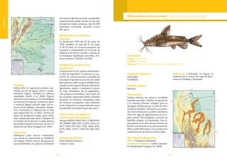 178 179
Vulnerable
Ecología
Habita entre la vegetación acuática y pa-
lizadas de ríos de aguas claras y ocasio-
nalmente negras, también en sabanas
inundables (Galvis et al. 2006). Especie
omnívora con tendencia a la entomofagia,
se alimenta de insectos, crustáceos, peces
y material vegetal incluido algas. Los in-
sectos de los órdenes Coleoptera, Hemip-
tera, Trichoptera y Odonata son el ítem
más importante de su dieta. Desova los
meses de inundación (mayo, junio, julio).
Hay cuidado parental antes y después de
la eclosión de los huevos. La talla mínima
de madurez sexual se alcanza a los 10 a 12
meses de vida (Ruíz-Vanegas et al. 2001).
Amenazas
Sobrepesca como recurso ornamental.
Las cuotas de exportación se establecen
sin ningún criterio técnico que garantice
su sostenibilidad. Se capturan fácilmente
con linterna durante la noche, un pescador
experimentado puede extraer en una sola
jornada de trabajo nocturna, más de 200
individuos incluyendo juveniles (Lasso
obs. pers.).
Medidas de conservación
tomadas
La Resolución 0190 del 10 de mayo de
1995, establece la veda del 01 de mayo
al 30 de junio, de recursos pesqueros de
consumo y ornamentales en el sector de
influencia de Puerto Carreño e Inírida en
la Orinoquia colombiana (ríos Meta, Ori-
noco, Guaviare, Vichada e Inírida).
Medidas de conservación
propuestas
Conservación ex situ, especie relativamen-
te fácil de reproducir y mantener en cau-
tiverio. Se conocen muchas variedades de
esta especie logradas en acuario, las cuales
bien podrían suplir en gran medida la de-
manda de esta especie (formas silvestres).
Igualmente, ajustar o armonizar la época
de veda colombiana con la reglamenta-
ción pesquera venezolana. Gran parte de
los escalares exportados desde Colombia
proceden de territorio venezolano (bajo
río Ventuari y pequeños caños afluentes
al río Orinoco), en la zona limítrofe con la
Estrella Fluvial Inírida (Lasso obs. pers.).
Colecciones con registros
confirmados de la especie
Sintipos BMNH 1904.6.28.2-3; MHNLR P.
261; MNHN 1887-0571 a 0574. Otras: IA-
vH-P 5293; ICN 1532, 1555, 1664, 2752,
6379, 9926, 12572, 15391-92; MLS 652,
665.
Autores de la ficha
Paula Sánchez-Duarte y
Carlos A. Lasso
Rhinodoras thomersoni Taphorn y Lilyestrom 1984
Categoría Nacional
Vulnerable
VU B2b(iii)
Nombre común
Mariana.
Descripción
Cuerpo cubierto con placas o escudetes
laterales aserrados. Similar en apariencia
a la mariana (Doraops zuloagai), pero se
distingue fácilmente por su serie de 30 a
32 placas laterales. Coloración oscura des-
de el dorso hasta los escudetes laterales y
clara con algo de pigmentación en la re-
gión ventral. Boca pequeña y provista de
barbillas simples, no ramificadas. Una es-
pina gruesa en la aleta dorsal, provista de
fuertes aserraciones en la parte posterior.
Aleta caudal bifurcada y con el pedúnculo
caudal provisto de fulcras arriba y abajo.
Distribución geográfica
Países: Colombia y Venezuela.
Cuencas en Colombia: Caribe: Catatum-
bo (Maldonado-Ocampo et al. 2008).
Subcuencas: Catatumbo. La especie es
endémica de la cuenca del Lago de Mara-
caibo en Colombia y Venezuela.
Taxonomía
Orden: Siluriformes
Familia: Doradidae
Especie: Rhinodoras thomersoni Taphorn y Lilyestrom 1984
 