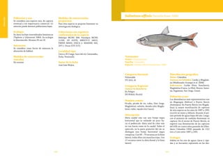 180 181
Vulnerable
Población y uso
Se considera una especie rara, de captura
eventual y sin importancia comercial. Lo
anterior puede denotar poblaciones bajas.
Ecología
Su dieta incluye invertebrados bentónicos
(Taphorn y Lilyestrom 1984). Su ecología
es desconocida. Alcanza 20 cm LE.
Amenazas
Se considera como factor de amenaza la
alteración de hábitat.
Medidas de conservación
tomadas
No existen.
Medidas de conservación
propuestas
Para ésta especie se propone fomentar su
investigación biológica.
Colecciones con registros
confirmados de la especie
Holotipo MCNG 368. Paratipos MCNG
11295, UF 41970, MBUCV-V 14615,
FMNH 96003, DISCA (= MARNR) 345,
297-1. Otras: ICN 2172.
Localidad tipo
Cerca a El Congo, boca del río Catatumbo,
Zulia, Venezuela.
Autor de la ficha
José Iván Mojica
Taxonomía
Orden: Characiformes
Familia: Characidae
Especie: Salminus affinis Steindachner 1880
Salminus affinis Steindachner 1880
Categoría Nacional
Vulnerable
VU (A2c, d)
Categoría Regional
Cuenca río Ranchería
En Peligro
EN B1b(ii), B1c(iii)
Nombre común
Picuda, picuda de río, rubia, (San Jorge,
Magdalena), salmón, dorada (alto Magda-
lena), rubio, rayada (río Cauca).
Descripción
Aleta caudal roja con una franja negra
horizontal que se extiende un poco ha-
cia el pedúnculo. Aleta anal de color rojo
no tan fuerte como en la caudal. Sobre el
opérculo, en la parte posterior del ojo se
distingue una franja horizontal negra
conspicua. Con 68 – 79 escamas en la línea
lateral, todas ellas con manchas rojas. Con
12 escamas entre la aleta dorsal y la línea
lateral.
 
Distribución geográfica
Países: Colombia.
Cuencas en Colombia: Caribe y Magdale-
na (Maldonado-Ocampo et al. 2008).
Subcuencas: Caribe (Sinú, Ranchería),
Magdalena (Cauca, La Miel, Manso, Sama-
ná, Sogamoso, San Jorge, Cesar).
Población y uso
Los desembarcos más representativos son
en Magangue (Bolívar) y Puerto Berrío
(Antioquia). En Puerto Berrio (río Magda-
lena) la mayor movilización de capturas
de ésta especie en los años de 1987 a 1991
ocurrió en enero y febrero, durante el pri-
mer período de aguas bajas del año. Luego,
con el aumento de caudales disminuye su
captura. En el sector de Puerto Berrío, se
registró una disminución de las capturas
del 63% en cuatro años pasando de (Oleo-
ducto Colombia 1994) pasando de 13,5
ton a 5 ton entre 1987 a 1991.
Ecología
Habita en los ríos de aguas claras y rápi-
das y es frecuente capturarla en las des-
 