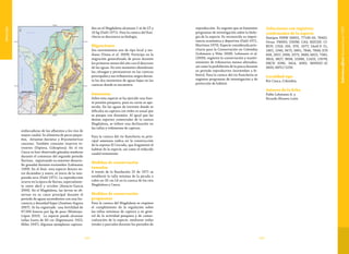 183182
Vulnerable
embocaduras de los afluentes a los ríos de
mayor caudal. Se alimenta de peces peque-
ños, Astyanax fasciatus y Bryconamericus
caucanus. También consume insectos te-
rrestres (Diptera, Coleoptera). En el río
Cauca se han observado gónadas maduras
durante el comienzo del segundo periodo
lluvioso, registrando su máximo desarro-
llo gonadal durante noviembre (Lehmann
1999). En el Sinú  esta especie desova en-
tre diciembre y enero, al inicio de la tem-
porada seca (Dahl 1971). La reproducción
ocurre en la época de lluvias, especialmen-
te entre abril y octubre (Atencio-García
2000). En el Magdalena, las larvas se ob-
servan en su cauce principal durante el
período de aguas ascendentes con una fre-
cuencia y densidad bajas (Jiménez-Segura
2007). Se ha registrado una fertilidad de
67.500 huevos por kg de peso (Montoya-
López 2010). La especie puede alcanzar
tallas hasta de 60 cm (Eigenmann 1922,
Miles 1947). Algunos ejemplares captura-
dos en el Magdalena alcanzan 1 m de LT y
10 kg (Dahl 1971). Para la cuenca del Ran-
chería se desconoce su biología.
Migraciones
Sus movimientos son de tipo local y me-
diano (Usma et al. 2009). Participa en la
migración generalizada de peces durante
los primeros meses del año con el descenso
de las aguas. En este momento abandonan
las ciénagas y permanecen en las cuencas
principales y sus tributarios; migra duran-
te los dos momentos de aguas bajas en las
cuencas donde se encuentra.
Amenazas
Sobre esta especie se ha ejercido una fuer-
te presión pesquera, pues su carne es ape-
tecida. En las aguas de torrente donde se
dificulta su captura con redes es usual que
se pesque con dinamita. Al igual que las
demás especies comerciales de la cuenca
Magdalena, se infiere una declinación en
las tallas y volúmenes de captura.
Para la cuenca del río Ranchería su prin-
cipal amenaza radica en la construcción
de la represa El Cercado, que fragmentó el
habitat de la especie, así como el reducido
caudal remanente.
Medidas de conservación
tomadas
A través de la Resolución 25 de 1971 se
estableció la talla mínima de la picuda o
rubio en 35 cm LE en la cuenca de los ríos
Magdalena y Cauca.
 
Medidas de conservación
propuestas
Para la cuenca del Magdalena se requiere
el cumplimiento de la regulación sobre
las tallas mínimas de captura y en gene-
ral de la actividad pesquera y de comer-
cialización de la especie, mediante vedas
totales o parciales durante los periodos de
SalminusaffinisSteindachner1880
reproducción. Es urgente que se fomenten
programas de investigación sobre la biolo-
gía de la especie. Es reconocida su impor-
tancia económica y deportiva (Dahl 1971,
Martínez 1973). Especie considerada prio-
ritaria para la Conservación en Colombia
(Lehmann y Niño 2008). Lehmann et al.
(2009), sugieren la conservación y mante-
nimiento de tributarios menos alterados,
así como la prohibición de la pesca durante
su periodo reproductivo (noviembre a fe-
brero). Para la cuenca del río Ranchería se
sugieren programas de investigación y de
protección de hábitat.
Colecciones con registros
confirmados de la especie
Sintipos NMW 56855, 77149-50, 78402.
Otras: FMNH; USNM; CAS; MZUSP; CI-
RUV; CIUA 100, 970, 1077; IAvH-P 51,
1801, 1940, 3675, 5801, 7846, 7848; ICN
828, 2057, 2996, 3373, 3889, 6822, 7382,
9814, 9827, 9838, 10388, 11433, 15078;
IMCN 3390, 3414, 4092; MHNUC–IC
0835; MPUJ 5239.
 
Localidad tipo
Río Cauca, Colombia.
Autores de la ficha
Pablo Lehmann A. y
Ricardo Álvarez-León
 