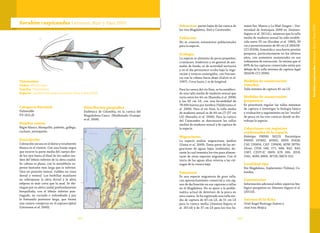 185184
Taxonomía
Orden: Siluriformes
Familia: Pimelodidae
Especie: Sorubim cuspicaudus Littmann, Burr y Nass 2000
Sorubim cuspicaudus Littmann, Burr y Nass 2000
Categoría Nacional
Vulnerable
VU (A2c,d)
Nombre común
Bagre blanco, blanquillo, paletón, gallego,
cucharo, antioqueño.
Descripción
Coloración oscura en el dorso y totalmente
blanca en el vientre. Con una franja negra
que recorre la parte media del cuerpo des-
de los ojos hasta el final de los radios me-
dios del lóbulo inferior de la aleta caudal.
Su cabeza es plana, con la mandíbula su-
perior bastante más larga que la inferior.
Ojos en posición lateral, visibles en vista
dorsal y ventral. Las barbillas maxilares
no sobrepasan la aleta dorsal y la aleta
adiposa es más corta que la anal. Se dis-
tingue por su aleta caudal profundamente
horquillada, con el lóbulo inferior pun-
tiagudo, no curvado o redondeado y por
la fontanela posterior larga, que forma
una ranura conspicua en el supraoccipital
(Littmann et al. 2000).
Distribución geográfica
Endémica de Colombia, en la cuenca del
Magadalena-Cauca (Maldonado-Ocampo
et al. 2008).
Subcuencas: partes bajas de las cuenca de
los ríos Magdalena, Sinú y Catatumbo.
Población
No se conocen estimativos poblacionales
para la especie.
Ecología
La especie se alimenta de peces pequeños,
crustáceos, lombrices y en general de ani-
males de fondo; es de actividad nocturna
y en el día permanece oculta bajo la vege-
tación y troncos sumergidos, con frecuen-
cia con la cabeza hacia abajo (Galvis et al.
1997). Crece hasta 1 m de longitud.
Para la cuenca del río Sinú, se ha estableci-
do una talla media de madurez sexual que
varía entre los 44 cm (Buendía et al. 2006)
y los 60 cm LE, con una fecundidad de
78.000 huevos por hembra (Valderrama et
al. 2006). Para el río Sinú, la talla media
de madurez sexual es de 44 cm LT (37 cm
LE) (Buendía et al. 2006). Para la cuenca
del Catatumbo se desconocen las tallas
medias de madurez sexual y de captura de
la especie.
Migraciones
La especie realiza migraciones medias
(Usma et al. 2009). Toma parte de las mi-
graciones de aguas bajas (subienda), du-
rante la cual remonta los ríos para alimen-
tarse de otras especies migrantes. Con el
inicio de las aguas altas retorna a las cié-
nagas de la cuenca baja.
Amenazas
Es una especie migratoria de gran talla,
con aprovechamiento comercial y con sig-
nos de declinación en sus capturas y tallas
en el Magdalena. No es ajena a la proble-
mática actual de deterioro de la pesca en
esta cuenca. Se ha registrado una talla me-
dia de captura de 43 cm LE, de 51 cm LE
para la cuenca media (Jimenez-Segura et
al. 2011d) y de 37 cm LE para los ríos Sa-
maná Sur, Manso y La Miel (Isagen – Uni-
versidad de Antioquia 2008 en Jiménez-
Segura et al. 2011d.), mientras que la talla
media de madurez sexual ha sido estable-
cida entre 35 cm (Escobar et al. 1983), 39
cm y posteriormente de 46 cm LE (MADR-
CCI 2010b). Sometida a una fuerte presión
pesquera, particularmente en los últimos
años, con aumentos sustanciales en sus
volúmenes de extracción. Se estima que el
60% de las capturas comerciales están por
debajo de la talla mínima de captura legal
(MADR-CCI 2006).
Medidas de conservación
tomadas
Talla mínima de captura 45 cm LE.
Medidas de conservación
propuestas
Es prioritario regular las tallas mínimas
de captura e investigar la biología básica
y evaluación y seguimiento en los “stocks”
de pesca en las tres cuencas donde se dis-
tribuye la especie.
Colecciones con registros
confirmados de la especie
Holotipo FMNH 56223. Paratotipos
FMNH 107492, 60305; INHS 35428,
CAS 150404, CAS1
150406, AUM 28756.
Otras: CIUA 148, 171, 668, 842, 843,
1387; CZUT-IC 2809; ICN 266, 2018,
2161, 4090, 6869, 16720; IMCN 322.
Localidad tipo
Río Magdalena, Soplaviento (Tolima), Co-
lombia.
Comentarios
Información adicional sobre aspectos bio-
lógico-pesqueros en Jímenez-Segura et al.
(2011d).
Autores de la ficha
Uriel Ángel Buitrago-Suárez y
José Iván Mojica
SorubimcuspicaudusLittmann,BurryNass2000
 