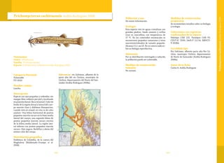 187186
Taxonomía
Orden: Siluriformes
Familia: Trichomycteridae
Especie: Trichomycterus cachiraensis Ardila-Rodríguez 2008
Trichomycterus cachiraensis Ardila-Rodríguez 2008
Categoría Nacional
Vulnerable
VU (A2e)
Nombre común
Laucha.
Descripción
Especie con ojos pequeños y redondos, sin
margen libre cubierto por piel y localizado
en posición dorsal. Boca terminal. Color de
fondo de la región dorsal y lateral del cuer-
po marrón claro y abdómen blanquecino,
cuando está en etanol; en vivo es de color
azuloso. Una hilera horizontal de puntos
pequeños marrón oscuro en la línea media
lateral del cuerpo, una segunda hilera de
puntos pequeños marrón oscuro encima
de la hilera media lateral. La región late-
ral inferior con puntos pequeños marrón
oscuro. Ojos negros. Barbillas y aletas del
mismo color del cuerpo.
Distribución geográfica
Endémica de Colombia, de la cuenca del
Magdalena (Maldonado-Ocampo et al.
2008).
Subcuencas: río Galvánes, afluente de la
parte alta del río Cáchira, municipio de
Cáchira, departamento del Norte del San-
tander (Ardila-Rodríguez 2008a).
Población y uso
No existe información.
Ecología
Esta especie vive en aguas cristalinas con
grandes piedras, fondo arenoso y orillas
ricas en macrofitas; con temperatura de
17 ºC. En los contenidos estomacales se
encontraron pequeños camarones y otros
macroinvertebrados de tamaño pequeño.
Alcanza 11,1 cm LE. No se conoce nada so-
bre su biología reproductiva.
Amenazas
Por su distribución restringida y reducida
la población puede ser vulnerable.
Medidas de conservación
tomadas
No existen.
Medidas de conservación
propuestas
Se recomiendan estudios sobre su biología
y ecología.
Colecciones con registros
confirmados de la especie
Holotipo CAR 125. Paratipos CAR 97;
CZUT-IC 2920; IAvH-P 11114; MBUCV-
V-35384.
Localidad tipo
Río Galvánes, afluente parte alta Río Cá-
chira, municipio Cáchira, departemento
de Norte de Santander (Ardila-Rodríguez
2008a).
Autor de la ficha
Carlos A. Ardila-Rodríguez
TrichomycteruscachiraensisArdila-Rodríguez2008
 