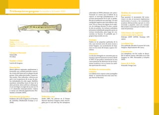 189188
Taxonomía
Orden: Siluriformes
Familia: Trichomycteridae
Especie: Trichomycterus gorgona Fernández y Schaefer 2005
Trichomycterus gorgona Fernández y Schaefer 2005
Categoría Nacional
Vulnerable
VU (B2a)
Nombre común
Laucha de Gorgona
Descripción
Aletas pélvicas separadas ampliamente y
formando una cavidad profunda conecta-
da a través del istmo por un pliegue de piel
gruesa. Ocho radios pectorales y nueve ra-
dios anales. Ojos reducidos, cubiertos por
piel y con la apariencia de un par de pun-
tos redondeados de color negro. Barbillas
maxilares extendidas hasta la base de la
aleta pectoral; aletas pélvicas sobrepasan
el ano sin llegar al origen de la anal con 14
a 15 odontodes interoperculares. Cabeza
y cuerpo con reducida pigmentación (Fer-
nández y Schaefer 2005).
Distribución geográfica
Endémica de la Isla Gorgona en el Pacífico
de Colombia (Maldonado-Ocampo et al.
2008).
Población y uso
Desde 1985, las colectas en el Parque
Natural Nacional Gorgona están restrin-
gidas por lo cual sólo hay dos ejemplares
colectados en 2008 (Lehmann com. pers.).
Teniendo en cuenta que el hábitat de la
especie se restringe probablemente a 25
arroyos permanentes de la isla, es proba-
ble que su población sea muy baja. Los ojos
vestigiales sugieren que tiene hábitos críp-
ticos. No se conoce uso alguno de la espe-
cie, sin embargo durante 23 años, cuando
la isla era prisión, los reclusos realizaban
artesanías embebiendo pequeños peces en
resinas translucidas, para luego ser con-
vertidos en llaveros. Es probable que T.
gorgona haya tenido ese uso.
Ecología
Habita en las pequeñas quebradas de la
isla, cuyo sustrato varía de areno rocoso a
areno fangoso, con acumulación de hoja-
rasca en las zonas de bosque y aguas cris-
talinas.
Amenazas
La isla fue entregada en concesión para su
manejo y aprovechamiento turístico desde
el 2007, lo que podría constituirse en una
causa potencial de deterioro de los ecosis-
temas acuáticos si no se toman las medi-
das oportunas de control.
Medidas de conservación
tomadas
Los hábitat de la especie están protegidos
desde la constitución de la isla como Par-
que Natural Nacional.
Medidas de conservación
propuestas
Para permitir el incremento del ecotu-
rismo a la isla, es necesario implementar
restricciones al acceso a los ecosistemas
acuáticos dulceacuícolas, que por su corto
recorrido y pequeño cauce son suscepti-
bles al daño ocasionado por el tráfico cons-
tante de personas.
Colecciones con registros
confirmados de la especie
Holotipo ANSP 149946. Paratipo: ICN
10019.
Localidad tipo
Una quebrada ubicada al noreste de la isla
Gorgona, departamento del Cauca.
Comentarios
Los ejemplares con los cuales se descri-
bió la especie fueron colectados en la Isla
Gorgona en 1961 (Fernández y Schaefer
2005).
Autor de la ficha
Armando Ortega-Lara
TrichomycterusgorgonaFernándezySchaefer2005
 