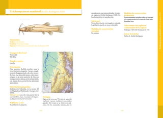 191190
Trichomycterus sandovaliArdila-Rodríguez 2006
Categoría Nacional
Vulnerable
VU (B2a)
Nombre común
Laucha.
Descripción
Ojos ausentes. Barbilla maxilar, nasal y
rictal bastante alargadas. Cuerpo comple-
tamente despigmentado y de color amarri-
llo claro. Las aletas del mismo color corpo-
ral pero en la parte posterior de ellas son
transparentes, cabeza ancha y deprimida,
con mayor altura a nivel de los odontodes
operculares.
Distribución geográfica
Endémica de Colombia, en la cuenca del
río Magdalena (Maldonado-Ocampo et al.
2008).
Subcuencas: conocida únicamente de la
cueva de Don Juan, municipio de Zapato-
ca, departamento de Santander.
Población y uso
Su población es pequeña.
Ecología
Especie de cavernas. Vive en un pequeño
riachuelo y pozos medianos con piedras
grandes. En verano no se observaron ale-
vinos. En los contenidos estomacales se
Taxonomía
Orden: Siluriformes
Familia: Trichomycteridae
Especie: Trichomycterus sandovali Ardila-Rodríguez 2006
encontraron macroinvertebrados y mate-
ria orgánica (Ardila-Rodríguez 2006). No
hay datos sobre su reproducción.
Amenazas
Por su distribución restringida y reducida
la población puede ser muy vulnerable.
Medidas de conservación
tomadas
No existen.
Medidas de conservación
propuestas
Se recomiendan estudios sobre su biología
y la conservación de la cueva de Don Juan,
localidad tipo.
Colecciones con registros
confirmados de la especie
Holotipo CAR 116. Paratipos AS 115.
Autor de la ficha
Carlos A. Ardila-Rodríguez
TrichomycterussandovaliArdila-Rodríguez2006
 