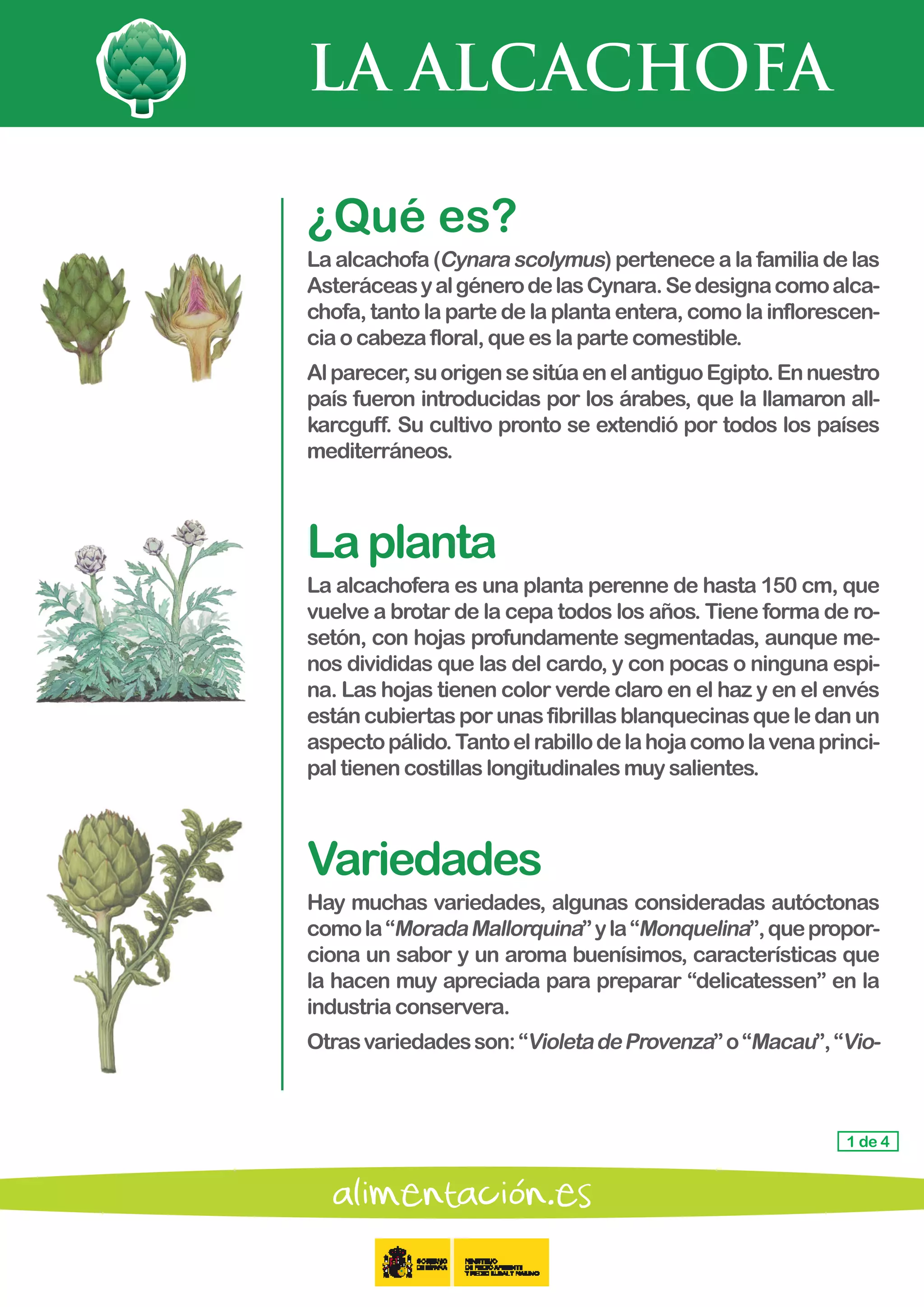 LA ALCACHOFA
1 de 4
¿Qué es?
La alcachofa (Cynara scolymus) pertenece a la familia de las
AsteráceasyalgénerodelasCynara.Sedesignacomoalca-
chofa, tanto la parte de la planta entera, como la inflorescen-
ciao cabezafloral,queeslapartecomestible.
Alparecer,suorigensesitúaenelantiguoEgipto.Ennuestro
país fueron introducidas por los árabes, que la llamaron all-
karcguff. Su cultivo pronto se extendió por todos los países
mediterráneos.
Laplanta
La alcachofera es una planta perenne de hasta 150 cm, que
vuelve a brotar de la cepa todos los años. Tiene forma de ro-
setón, con hojas profundamente segmentadas, aunque me-
nos divididas que las del cardo, y con pocas o ninguna espi-
na. Las hojas tienen color verde claro en el haz y en el envés
estáncubiertasporunasfibrillasblanquecinasqueledanun
aspectopálido.Tantoelrabillodelahojacomolavenaprinci-
paltienencostillaslongitudinalesmuysalientes.
Variedades
Hay muchas variedades, algunas consideradas autóctonas
comola“MoradaMallorquina”yla“Monquelina”,quepropor-
ciona un sabor y un aroma buenísimos, características que
la hacen muy apreciada para preparar “delicatessen” en la
industriaconservera.
Otrasvariedadesson:“VioletadeProvenza”o“Macau”,“Vio-
 