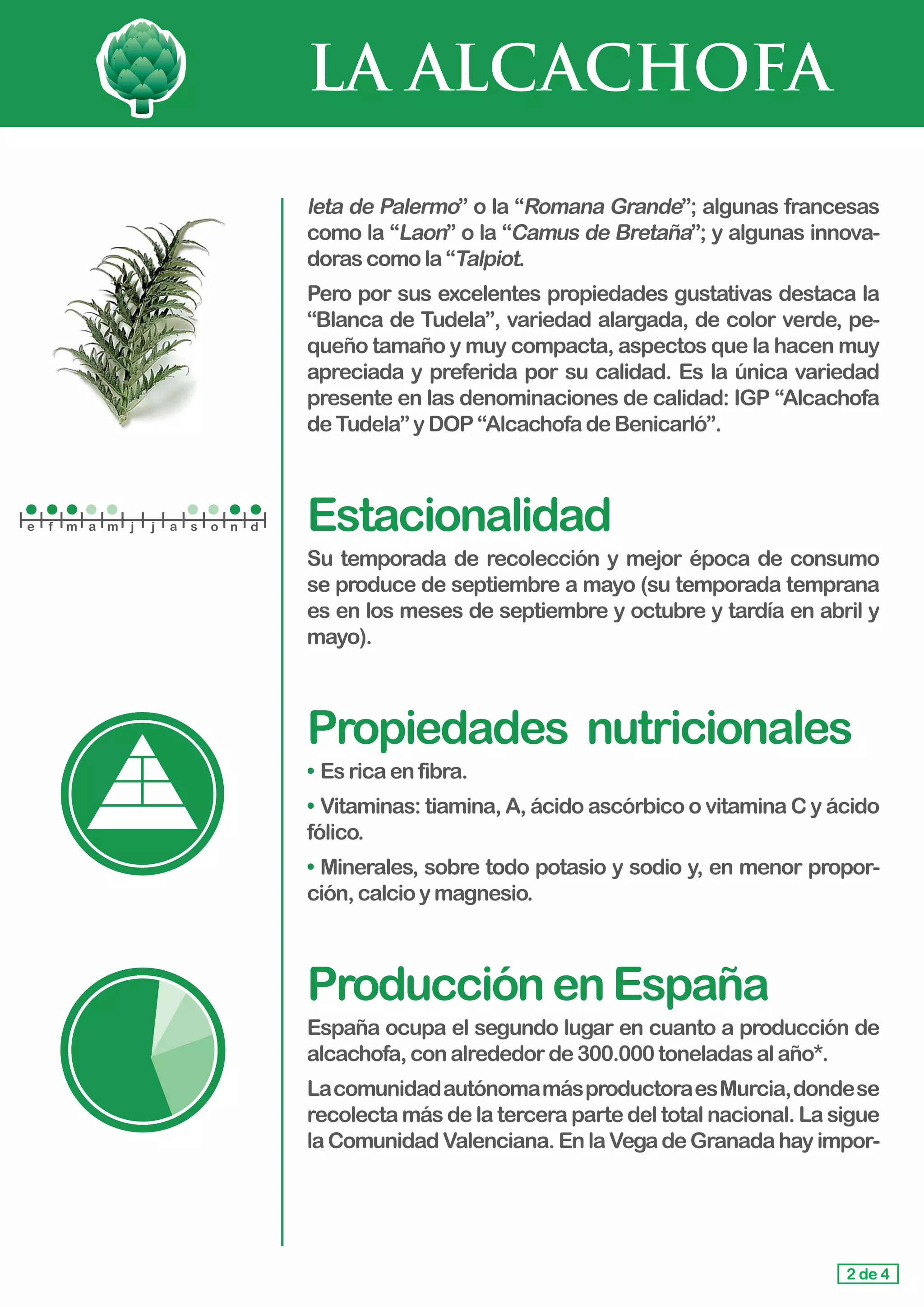 LA ALCACHOFA
leta de Palermo” o la “Romana Grande”; algunas francesas
como la “Laon” o la “Camus de Bretaña”; y algunas innova-
doras comola“Talpiot.
Pero por sus excelentes propiedades gustativas destaca la
“Blanca de Tudela”, variedad alargada, de color verde, pe-
queño tamaño y muy compacta, aspectos que la hacen muy
apreciada y preferida por su calidad. Es la única variedad
presente en las denominaciones de calidad: IGP “Alcachofa
deTudela”yDOP“AlcachofadeBenicarló”.
Estacionalidad
Su temporada de recolección y mejor época de consumo
se produce de septiembre a mayo (su temporada temprana
es en los meses de septiembre y octubre y tardía en abril y
mayo).
Propiedades	 nutricionales
• 	Es ricaenfibra.
• 	Vitaminas: tiamina, A, ácido ascórbico o vitamina C y ácido
fólico.
•	Minerales, sobre todo potasio y sodio y, en menor propor-
ción,calcioymagnesio.
ProducciónenEspaña
España ocupa el segundo lugar en cuanto a producción de
alcachofa,conalrededorde300.000toneladasalaño*.
LacomunidadautónomamásproductoraesMurcia,dondese
recolecta más de la tercera parte del total nacional. La sigue
laComunidadValenciana.EnlaVegadeGranadahayimpor-
2 de 4
e f m a m j j a s o n d
 