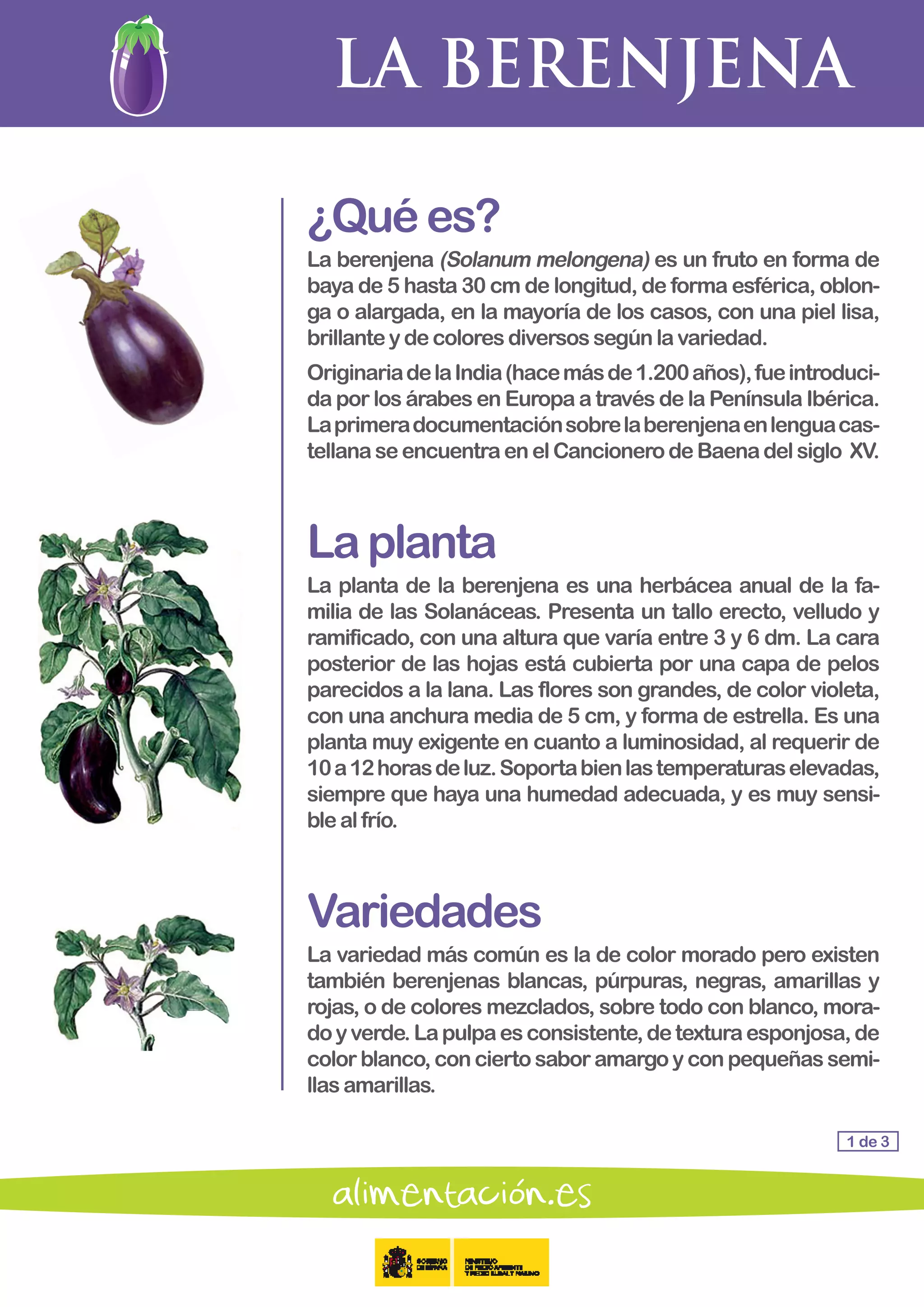 LA BERENJENA
1 de 3
¿Quées?
La berenjena (Solanum melongena) es un fruto en forma de
baya de 5 hasta 30 cm de longitud, de forma esférica, oblon-
ga o alargada, en la mayoría de los casos, con una piel lisa,
brillante ydecoloresdiversossegúnlavariedad.
OriginariadelaIndia(hacemásde1.200años),fueintroduci-
da por los árabes en Europa a través de la Península Ibérica.
Laprimeradocumentaciónsobrelaberenjenaenlenguacas-
tellanaseencuentraenelCancionerodeBaenadelsiglo XV.
Laplanta
La planta de la berenjena es una herbácea anual de la fa-
milia de las Solanáceas. Presenta un tallo erecto, velludo y
ramificado, con una altura que varía entre 3 y 6 dm. La cara
posterior de las hojas está cubierta por una capa de pelos
parecidos a la lana. Las flores son grandes, de color violeta,
con una anchura media de 5 cm, y forma de estrella. Es una
planta muy exigente en cuanto a luminosidad, al requerir de
10a12horasdeluz.Soportabienlastemperaturaselevadas,
siempre que haya una humedad adecuada, y es muy sensi-
blealfrío.
Variedades
La variedad más común es la de color morado pero existen
también berenjenas blancas, púrpuras, negras, amarillas y
rojas, o de colores mezclados, sobre todo con blanco, mora-
doyverde.Lapulpaesconsistente,detexturaesponjosa,de
color blanco,concierto saboramargoyconpequeñassemi-
llas amarillas.
 