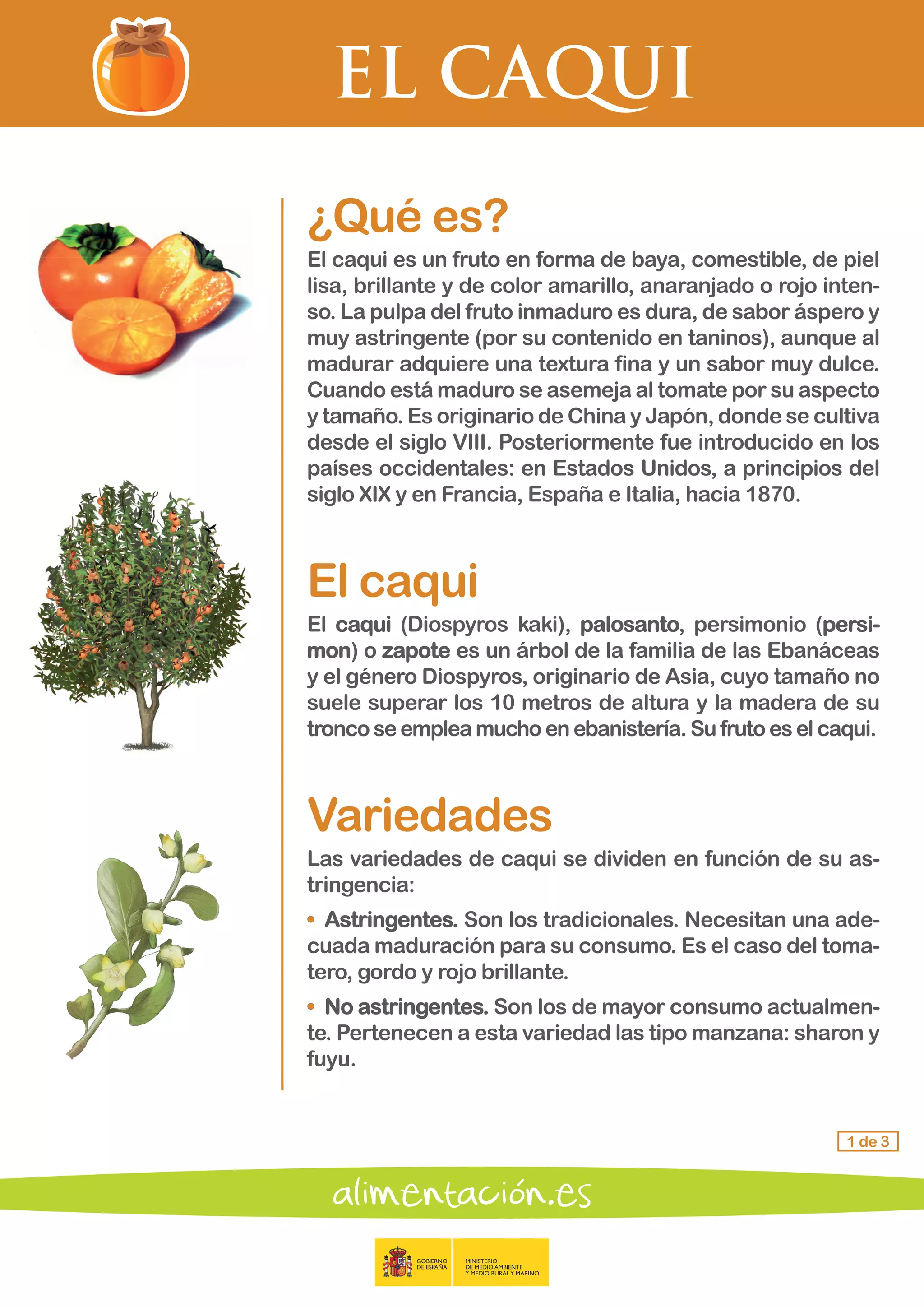EL CAQUI
1 de 3
¿Qué es?
El caqui es un fruto en forma de baya, comestible, de piel
lisa, brillante y de color amarillo, anaranjado o rojo inten-
so. La pulpa del fruto inmaduro es dura, de sabor áspero y
muy astringente (por su contenido en taninos), aunque al
madurar adquiere una textura fina y un sabor muy dulce.
Cuando está maduro se asemeja al tomate por su aspecto
y tamaño. Es originario de China y Japón, donde se cultiva
desde el siglo VIII. Posteriormente fue introducido en los
países occidentales: en Estados Unidos, a principios del
siglo XIX y en Francia, España e Italia, hacia 1870.
El caqui
El caqui (Diospyros kaki), palosanto, persimonio (persi-
mon) o zapote es un árbol de la familia de las Ebanáceas
y el género Diospyros, originario de Asia, cuyo tamaño no
suele superar los 10 metros de altura y la madera de su
tronco seempleamuchoenebanistería.Sufrutoeselcaqui.
Variedades
Las variedades de caqui se dividen en función de su as-
tringencia:
•	 Astringentes. Son los tradicionales. Necesitan una ade-
cuada maduración para su consumo. Es el caso del toma-
tero, gordo y rojo brillante.
•	 No astringentes. Son los de mayor consumo actualmen-
te. Pertenecen a esta variedad las tipo manzana: sharon y
fuyu.
 