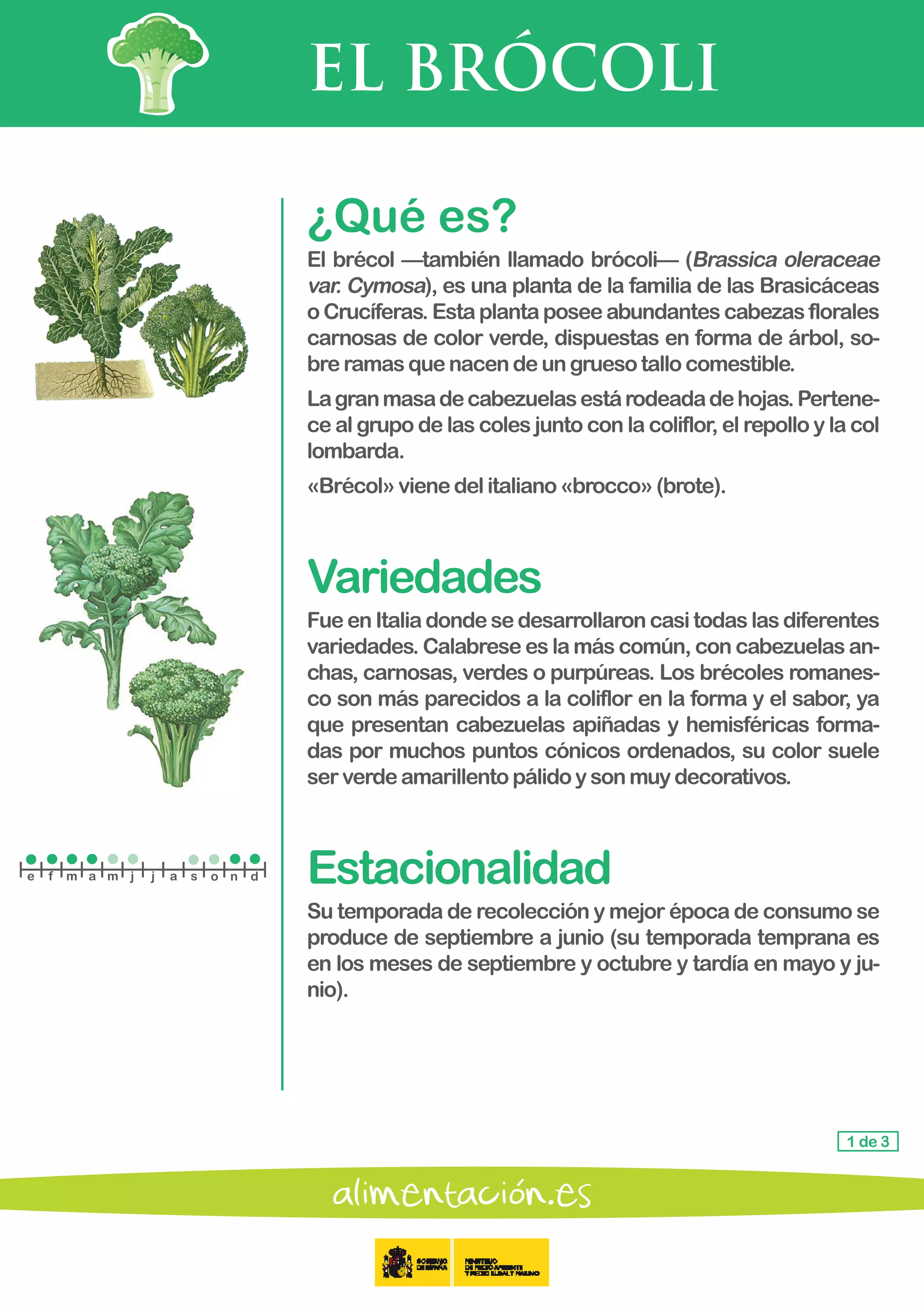 EL BRÓCOLI
1 de 3
¿Qué es?
El brécol —también llamado brócoli— (Brassica oleraceae
var. Cymosa), es una planta de la familia de las Brasicáceas
o Crucíferas. Esta planta posee abundantes cabezas florales
carnosas de color verde, dispuestas en forma de árbol, so-
bre ramasquenacendeungruesotallocomestible.
Lagranmasadecabezuelasestárodeadadehojas.Pertene-
ce al grupo de las coles junto con la coliflor, el repollo y la col
lombarda.
«Brécol»vienedelitaliano«brocco»(brote).
Variedades
Fue en Italia donde se desarrollaron casi todas las diferentes
variedades. Calabrese es la más común, con cabezuelas an-
chas, carnosas, verdes o purpúreas. Los brécoles romanes-
co son más parecidos a la coliflor en la forma y el sabor, ya
que presentan cabezuelas apiñadas y hemisféricas forma-
das por muchos puntos cónicos ordenados, su color suele
serverdeamarillentopálidoysonmuydecorativos.
Estacionalidad
Su temporada de recolección y mejor época de consumo se
produce de septiembre a junio (su temporada temprana es
en los meses de septiembre y octubre y tardía en mayo y ju-
nio).
e f m a m j j a s o n d
 