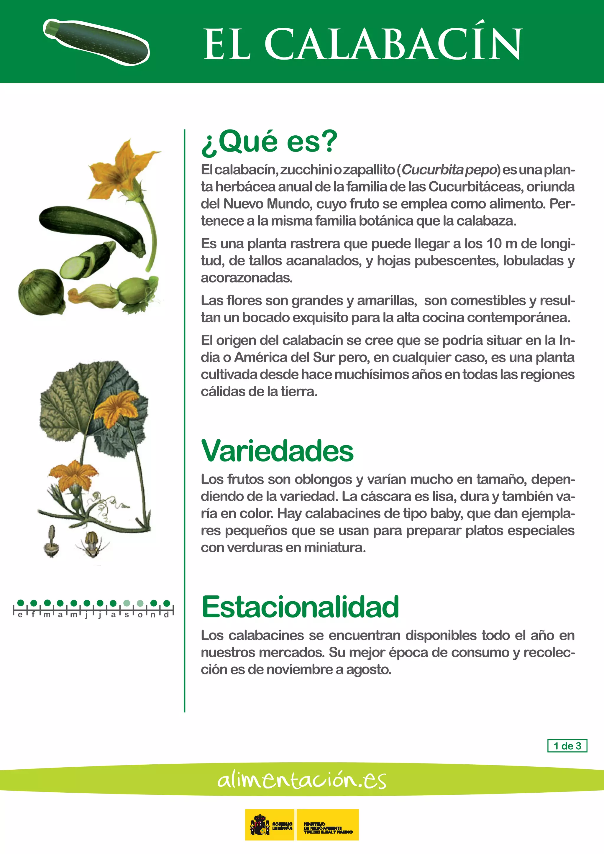 EL CALABACÍN
1 de 3
¿Qué es?
Elcalabacín,zucchiniozapallito(Cucurbitapepo)esunaplan-
taherbáceaanualdelafamiliadelasCucurbitáceas,oriunda
del Nuevo Mundo, cuyo fruto se emplea como alimento. Per-
tenecealamismafamiliabotánicaquelacalabaza.
Es una planta rastrera que puede llegar a los 10 m de longi-
tud, de tallos acanalados, y hojas pubescentes, lobuladas y
acorazonadas.
Las flores son grandes y amarillas, son comestibles y resul-
tan un bocadoexquisitoparalaaltacocinacontemporánea.
El origen del calabacín se cree que se podría situar en la In-
dia o América del Sur pero, en cualquier caso, es una planta
cultivadadesdehacemuchísimosañosentodaslasregiones
cálidas delatierra.
Variedades
Los frutos son oblongos y varían mucho en tamaño, depen-
diendo de la variedad. La cáscara es lisa, dura y también va-
ría en color. Hay calabacines de tipo baby, que dan ejempla-
res pequeños que se usan para preparar platos especiales
con verdurasenminiatura.
Estacionalidad
Los calabacines se encuentran disponibles todo el año en
nuestros mercados. Su mejor época de consumo y recolec-
ción es denoviembreaagosto.
e f m a m j j a s o n d
 