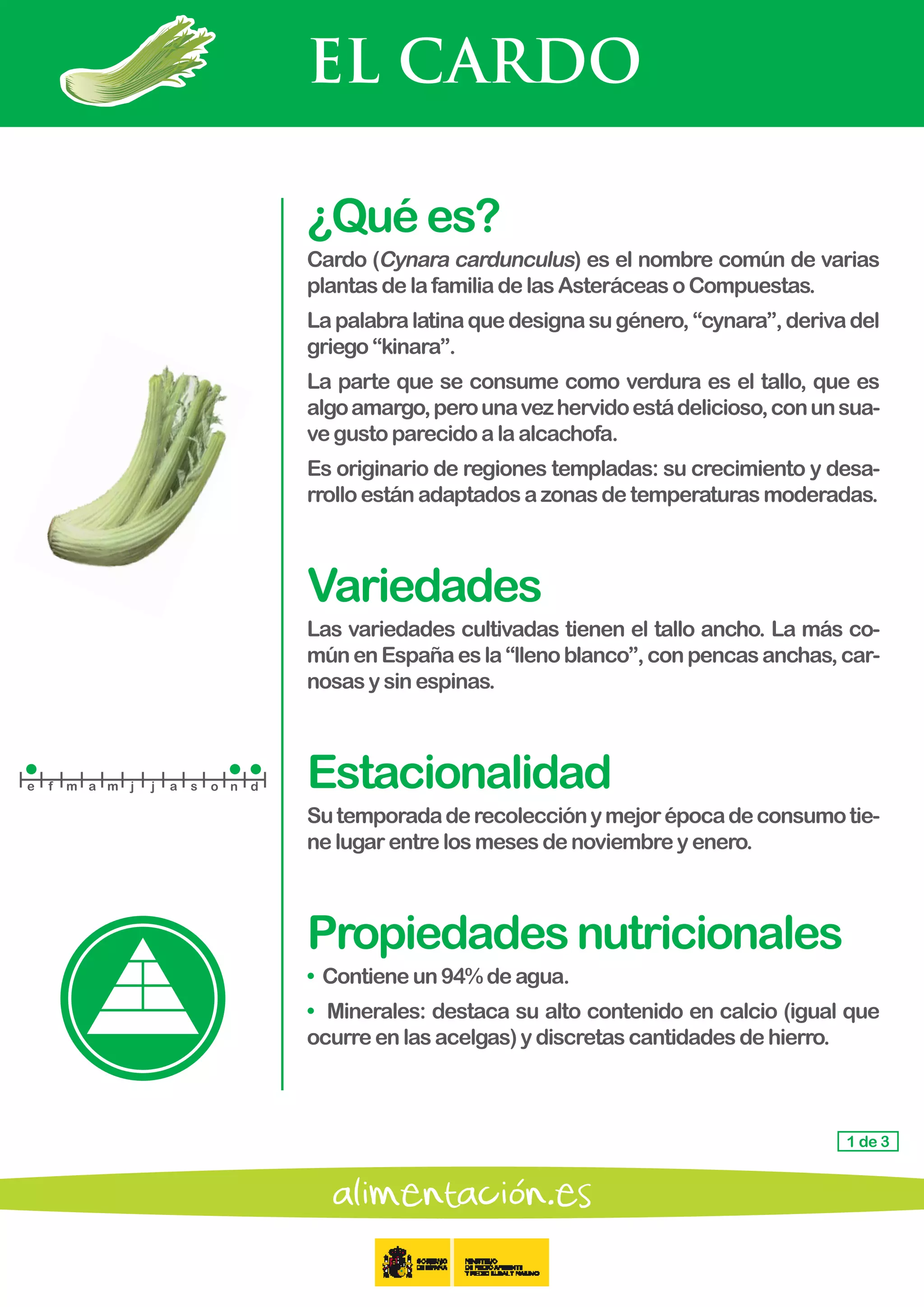 EL CARDO
1 de 3
¿Quées?
Cardo (Cynara cardunculus) es el nombre común de varias
plantas delafamiliadelasAsteráceasoCompuestas.
Lapalabralatinaquedesignasugénero,“cynara”,derivadel
griego “kinara”.
La parte que se consume como verdura es el tallo, que es
algoamargo,perounavezhervidoestádelicioso,conunsua-
vegusto parecidoalaalcachofa.
Es originario de regiones templadas: su crecimiento y desa-
rrollo estánadaptadosazonasdetemperaturasmoderadas.
Variedades
Las variedades cultivadas tienen el tallo ancho. La más co-
múnenEspañaesla“llenoblanco”,conpencasanchas,car-
nosas y sinespinas.
Estacionalidad
Sutemporadaderecolecciónymejorépocadeconsumotie-
ne lugar entrelosmesesdenoviembreyenero.
Propiedadesnutricionales
• Contieneun94%deagua.
• Minerales: destaca su alto contenido en calcio (igual que
ocurreenlasacelgas)ydiscretascantidadesdehierro.
e f m a m j j a s o n d
 