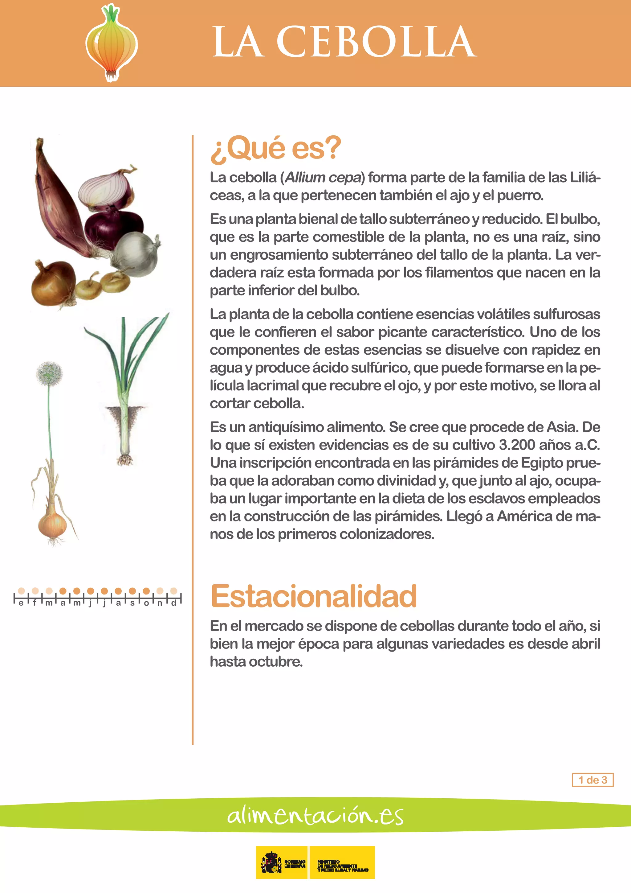 LA CEBOLLA
1 de 3
¿Quées?
La cebolla (Allium cepa) forma parte de la familia de las Liliá-
ceas,alaquepertenecentambiénelajoyelpuerro.
Esunaplantabienaldetallosubterráneoyreducido.Elbulbo,
que es la parte comestible de la planta, no es una raíz, sino
un engrosamiento subterráneo del tallo de la planta. La ver-
dadera raíz esta formada por los filamentos que nacen en la
parteinferiordelbulbo.
Laplantadelacebollacontieneesenciasvolátilessulfurosas
que le confieren el sabor picante característico. Uno de los
componentes de estas esencias se disuelve con rapidez en
aguayproduceácidosulfúrico,quepuedeformarseenlape-
lículalacrimalquerecubreelojo,yporestemotivo,selloraal
cortarcebolla.
Esunantiquísimoalimento.SecreequeprocededeAsia.De
lo que sí existen evidencias es de su cultivo 3.200 años a.C.
UnainscripciónencontradaenlaspirámidesdeEgiptoprue-
baquelaadorabancomodivinidady,quejuntoalajo,ocupa-
baunlugarimportanteenladietadelosesclavosempleados
en la construcción de las pirámides. Llegó a América de ma-
nos delosprimeroscolonizadores.
Estacionalidad
En el mercado se dispone de cebollas durante todo el año, si
bien la mejor época para algunas variedades es desde abril
hastaoctubre.
e f m a m j j a s o n d
 