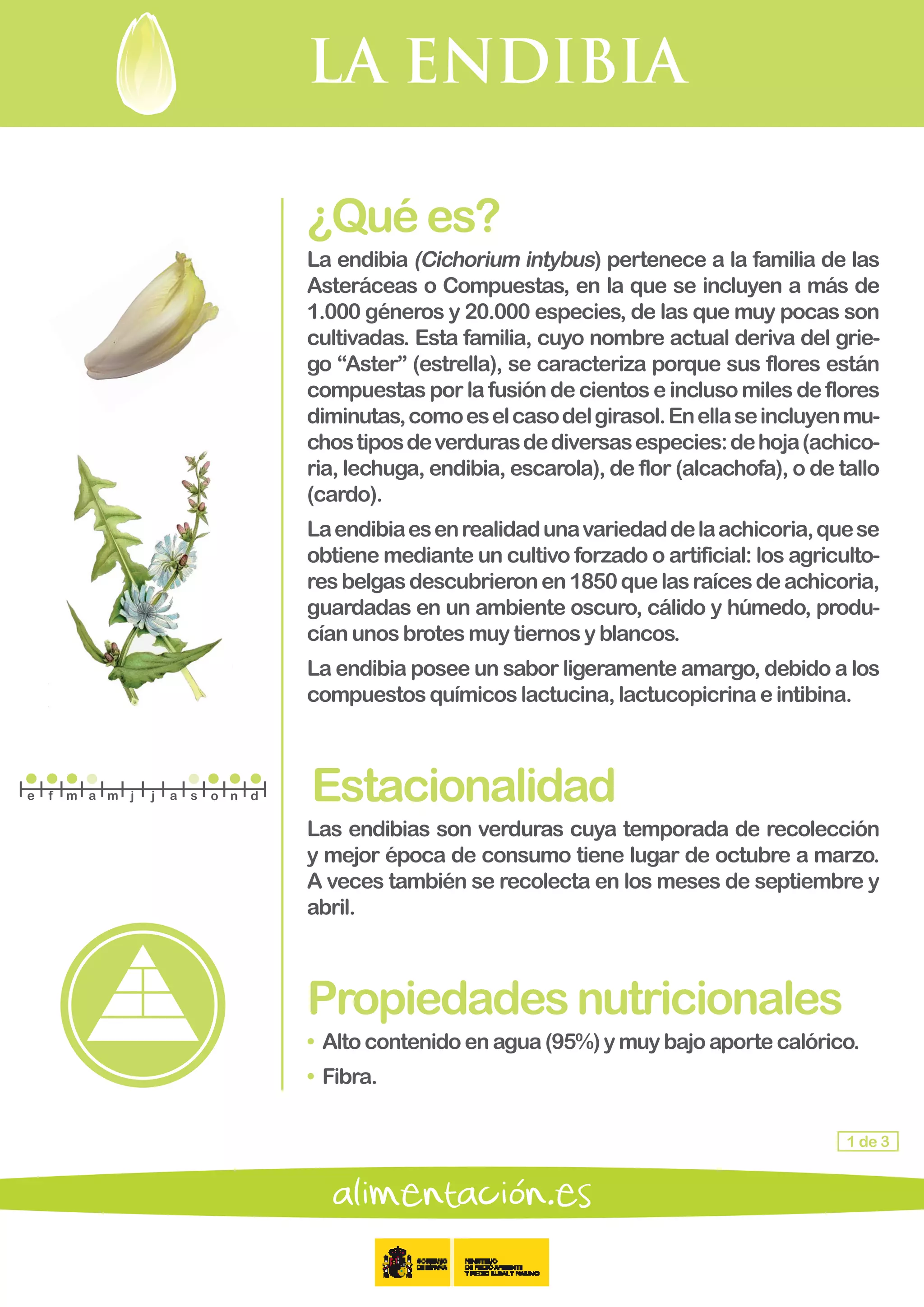 LA ENDIBIA
1 de 3
¿Quées?
La endibia (Cichorium intybus) pertenece a la familia de las
Asteráceas o Compuestas, en la que se incluyen a más de
1.000 géneros y 20.000 especies, de las que muy pocas son
cultivadas. Esta familia, cuyo nombre actual deriva del grie-
go “Aster” (estrella), se caracteriza porque sus flores están
compuestas por la fusión de cientos e incluso miles de flores
diminutas,comoeselcasodelgirasol.Enellaseincluyenmu-
chostiposdeverdurasdediversasespecies:dehoja(achico-
ria, lechuga, endibia, escarola), de flor (alcachofa), o de tallo
(cardo).
Laendibiaesenrealidadunavariedaddelaachicoria,quese
obtiene mediante un cultivo forzado o artificial: los agriculto-
resbelgasdescubrieronen1850quelasraícesdeachicoria,
guardadas en un ambiente oscuro, cálido y húmedo, produ-
cían unosbrotesmuytiernosyblancos.
La endibia posee un sabor ligeramente amargo, debido a los
compuestosquímicoslactucina,lactucopicrinaeintibina.
Estacionalidad
Las endibias son verduras cuya temporada de recolección
y mejor época de consumo tiene lugar de octubre a marzo.
A veces también se recolecta en los meses de septiembre y
abril.
Propiedadesnutricionales
• Alto contenidoenagua(95%)ymuybajoaportecalórico.
• Fibra.
e f m a m j j a s o n d
 