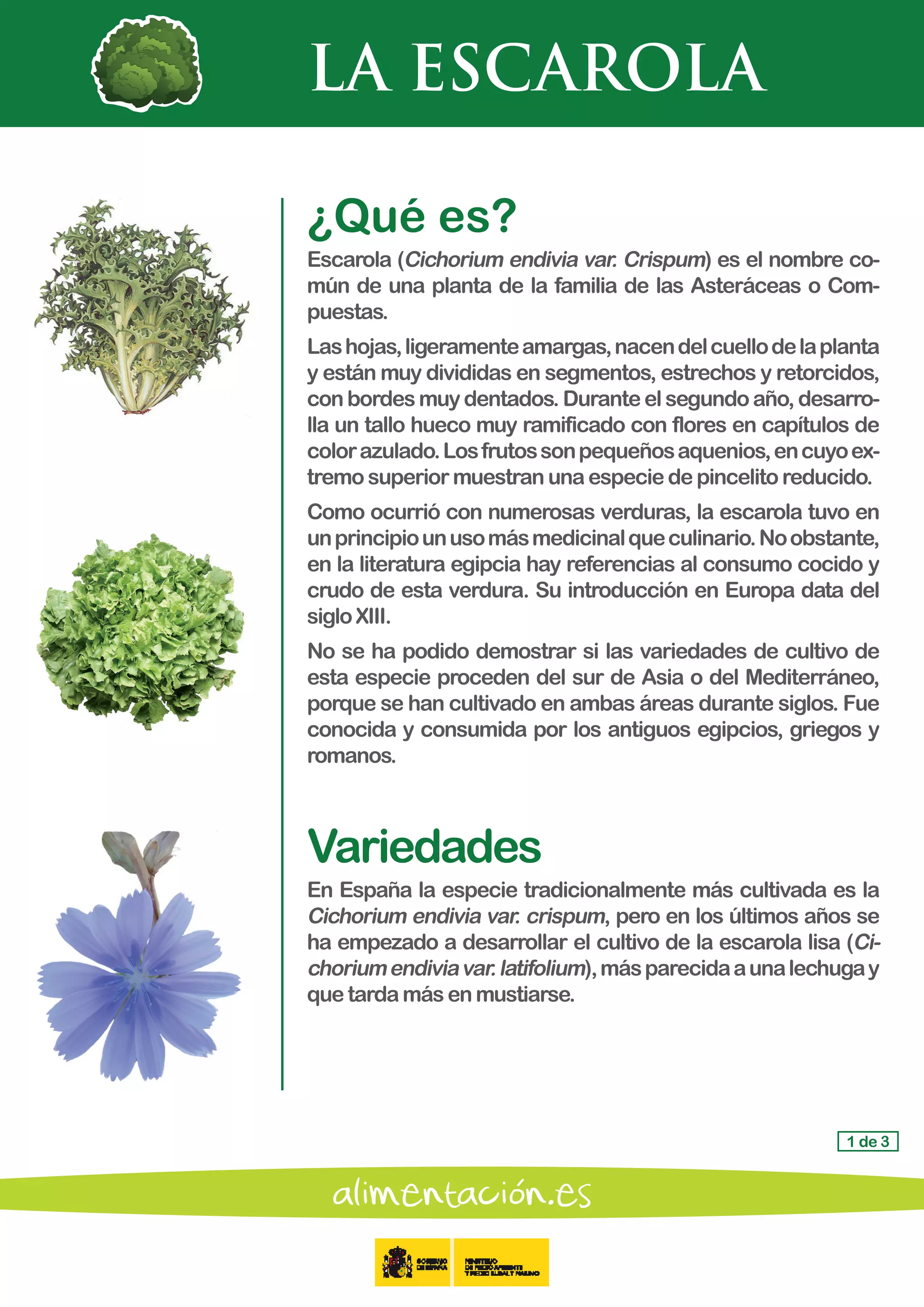 LA ESCAROLA
1 de 3
¿Qué es?
Escarola (Cichorium endivia var. Crispum) es el nombre co-
mún de una planta de la familia de las Asteráceas o Com-
puestas.
Lashojas,ligeramenteamargas,nacendelcuellodelaplanta
y están muy divididas en segmentos, estrechos y retorcidos,
conbordesmuydentados.Duranteelsegundoaño,desarro-
lla un tallo hueco muy ramificado con flores en capítulos de
colorazulado.Losfrutossonpequeñosaquenios,encuyoex-
tremo superiormuestranunaespeciedepincelitoreducido.
Como ocurrió con numerosas verduras, la escarola tuvo en
unprincipiounusomásmedicinalqueculinario.Noobstante,
en la literatura egipcia hay referencias al consumo cocido y
crudo de esta verdura. Su introducción en Europa data del
siglo XIII.
No se ha podido demostrar si las variedades de cultivo de
esta especie proceden del sur de Asia o del Mediterráneo,
porque se han cultivado en ambas áreas durante siglos. Fue
conocida y consumida por los antiguos egipcios, griegos y
romanos.
Variedades
En España la especie tradicionalmente más cultivada es la
Cichorium endivia var. crispum, pero en los últimos años se
ha empezado a desarrollar el cultivo de la escarola lisa (Ci-
choriumendiviavar.latifolium),másparecidaaunalechugay
quetardamásenmustiarse.
 