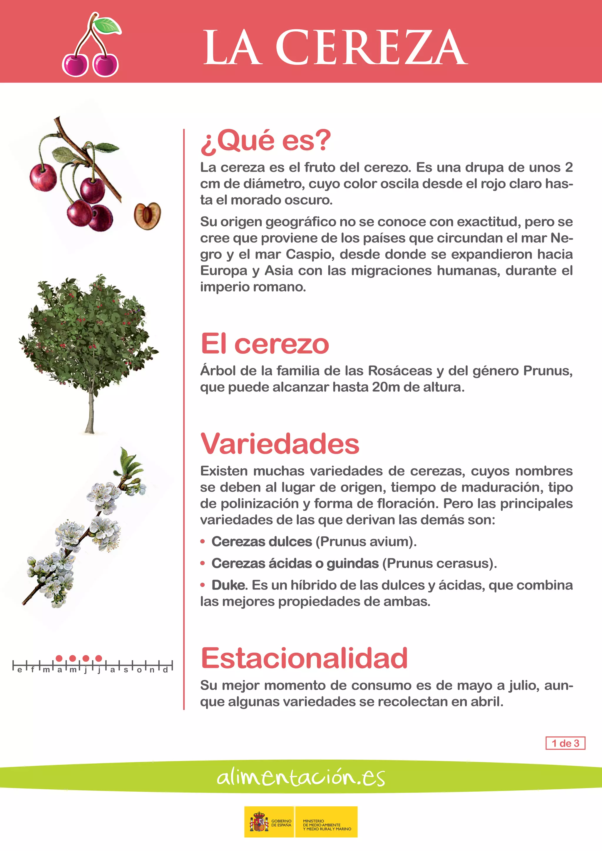 LA CEREZA
1 de 3
¿Qué es?
La cereza es el fruto del cerezo. Es una drupa de unos 2
cm de diámetro, cuyo color oscila desde el rojo claro has-
ta el morado oscuro.
Su origen geográfico no se conoce con exactitud, pero se
cree que proviene de los países que circundan el mar Ne-
gro y el mar Caspio, desde donde se expandieron hacia
Europa y Asia con las migraciones humanas, durante el
imperio romano.
El cerezo
Árbol de la familia de las Rosáceas y del género Prunus,
que puede alcanzar hasta 20m de altura.
Variedades
Existen muchas variedades de cerezas, cuyos nombres
se deben al lugar de origen, tiempo de maduración, tipo
de polinización y forma de floración. Pero las principales
variedades de las que derivan las demás son:
• 	Cerezas dulces (Prunus avium).
• 	Cerezas ácidas o guindas (Prunus cerasus).
• 	Duke. Es un híbrido de las dulces y ácidas, que combina
las mejores propiedades de ambas.
Estacionalidad
Su mejor momento de consumo es de mayo a julio, aun-
que algunas variedades se recolectan en abril.
e f m a m j j a s o n d
 