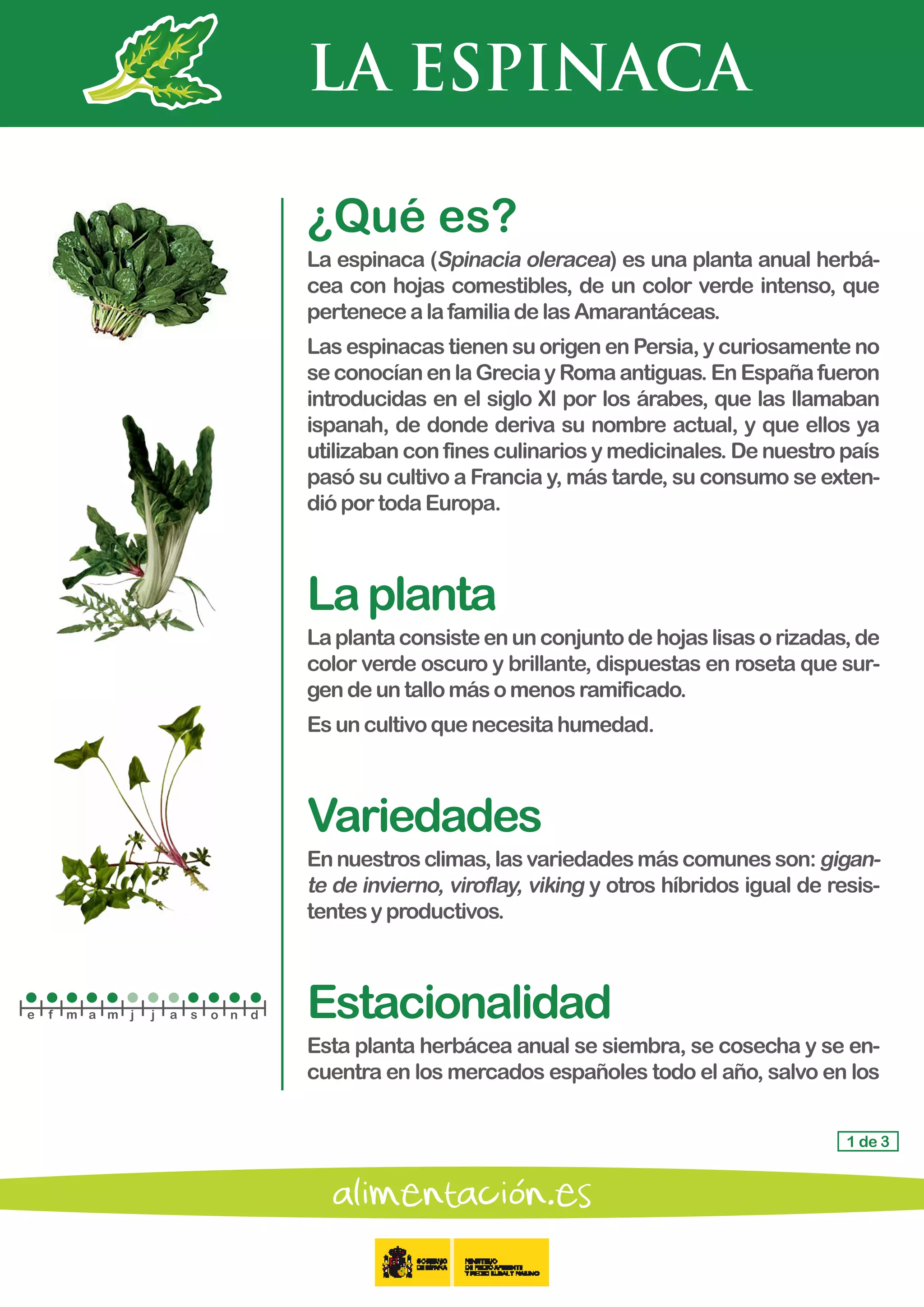 LA ESPINACA
1 de 3
¿Qué es?
La espinaca (Spinacia oleracea) es una planta anual herbá-
cea con hojas comestibles, de un color verde intenso, que
pertenecealafamiliadelasAmarantáceas.
Las espinacas tienen su origen en Persia, y curiosamente no
seconocíanenlaGreciayRomaantiguas.EnEspañafueron
introducidas en el siglo XI por los árabes, que las llamaban
ispanah, de donde deriva su nombre actual, y que ellos ya
utilizaban con fines culinarios y medicinales. De nuestro país
pasó su cultivo a Francia y, más tarde, su consumo se exten-
dió portodaEuropa.
Laplanta
Laplantaconsisteenunconjuntodehojaslisasorizadas,de
color verde oscuro y brillante, dispuestas en roseta que sur-
gen de untallomásomenosramificado.
Es un cultivoquenecesitahumedad.
Variedades
Ennuestrosclimas,lasvariedadesmáscomunesson:gigan-
te de invierno, viroflay, viking y otros híbridos igual de resis-
tentes y productivos.
Estacionalidad
Esta planta herbácea anual se siembra, se cosecha y se en-
cuentra en los mercados españoles todo el año, salvo en los
e f m a m j j a s o n d
 