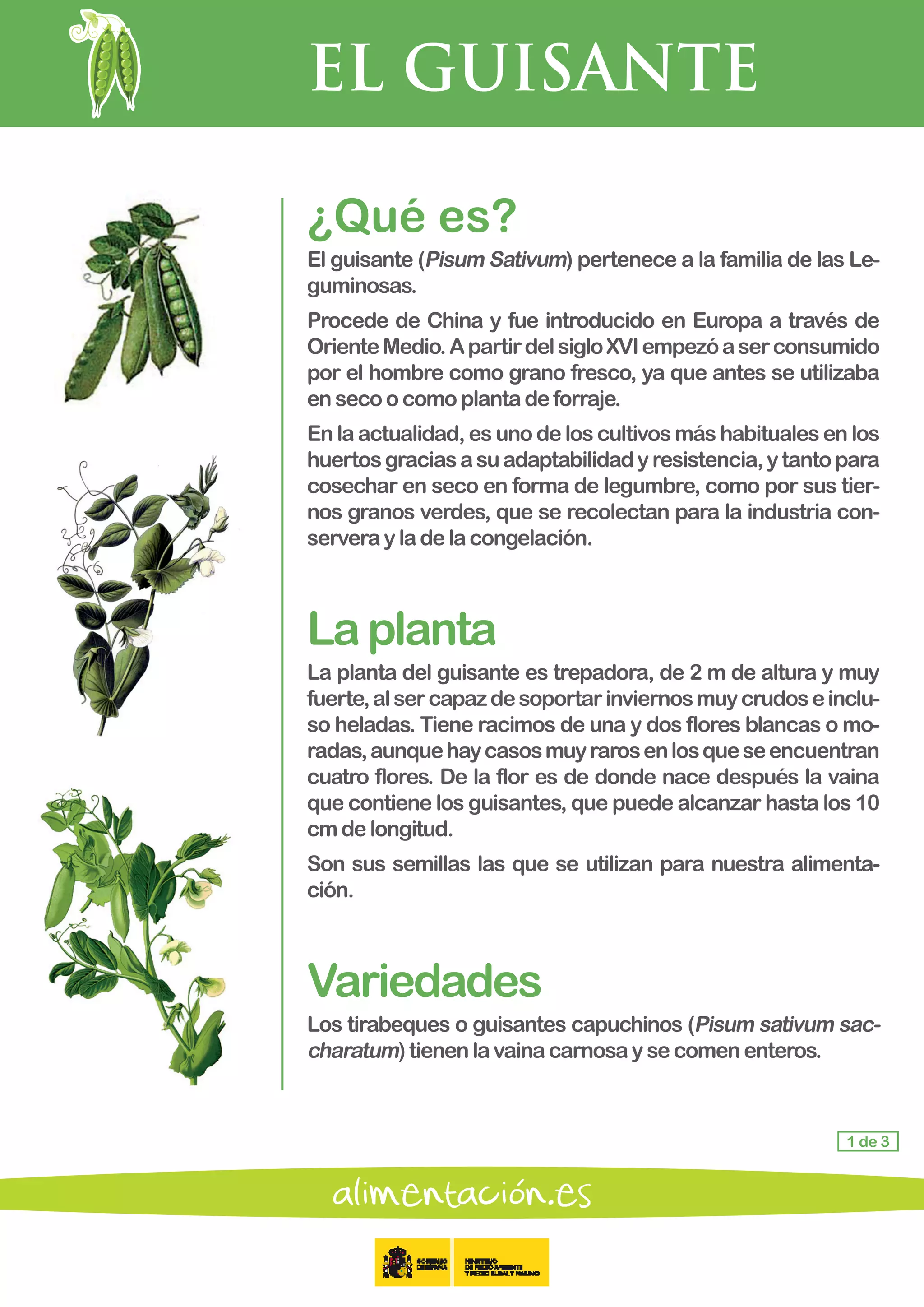 EL GUISANTE
1 de 3
¿Qué es?
El guisante (Pisum Sativum) pertenece a la familia de las Le-
guminosas.
Procede de China y fue introducido en Europa a través de
OrienteMedio.ApartirdelsigloXVIempezóaserconsumido
por el hombre como grano fresco, ya que antes se utilizaba
en seco ocomoplantadeforraje.
En la actualidad, es uno de los cultivos más habituales en los
huertosgraciasasuadaptabilidadyresistencia,ytantopara
cosechar en seco en forma de legumbre, como por sus tier-
nos granos verdes, que se recolectan para la industria con-
servera yladelacongelación.
Laplanta
La planta del guisante es trepadora, de 2 m de altura y muy
fuerte,alsercapazdesoportarinviernosmuycrudoseinclu-
so heladas. Tiene racimos de una y dos flores blancas o mo-
radas,aunquehaycasosmuyrarosenlosqueseencuentran
cuatro flores. De la flor es de donde nace después la vaina
que contiene los guisantes, que puede alcanzar hasta los 10
cm de longitud.
Son sus semillas las que se utilizan para nuestra alimenta-
ción.
Variedades
Los tirabeques o guisantes capuchinos (Pisum sativum sac-
charatum)tienenlavainacarnosaysecomenenteros.
 