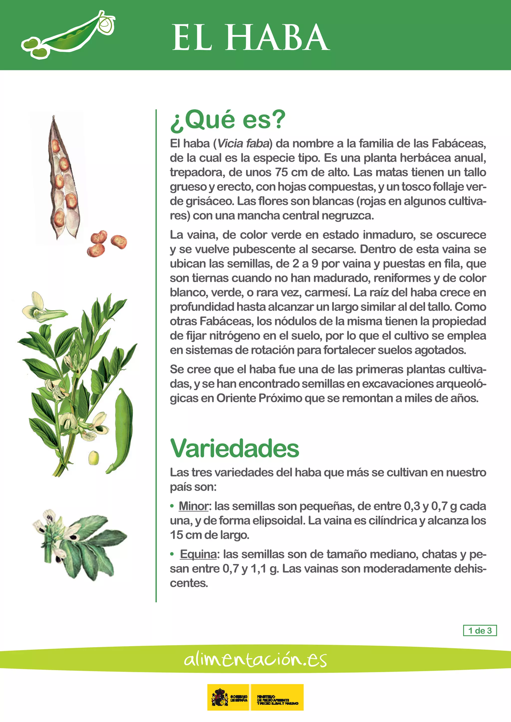 EL HABA
1 de 3
¿Qué es?
El haba (Vicia faba) da nombre a la familia de las Fabáceas,
de la cual es la especie tipo. Es una planta herbácea anual,
trepadora, de unos 75 cm de alto. Las matas tienen un tallo
gruesoyerecto,conhojascompuestas,yuntoscofollajever-
de grisáceo. Las flores son blancas (rojas en algunos cultiva-
res) con unamanchacentralnegruzca.
La vaina, de color verde en estado inmaduro, se oscurece
y se vuelve pubescente al secarse. Dentro de esta vaina se
ubican las semillas, de 2 a 9 por vaina y puestas en fila, que
son tiernas cuando no han madurado, reniformes y de color
blanco, verde, o rara vez, carmesí. La raíz del haba crece en
profundidadhastaalcanzarunlargosimilaraldeltallo.Como
otras Fabáceas, los nódulos de la misma tienen la propiedad
de fijar nitrógeno en el suelo, por lo que el cultivo se emplea
en sistemasderotaciónparafortalecersuelosagotados.
Se cree que el haba fue una de las primeras plantas cultiva-
das,ysehanencontradosemillasenexcavacionesarqueoló-
gicas en OrientePróximoqueseremontanamilesdeaños.
Variedades
Las tres variedades del haba que más se cultivan en nuestro
país son:
• Minor: las semillas son pequeñas, de entre 0,3 y 0,7 g cada
una,ydeformaelipsoidal.Lavainaescilíndricayalcanzalos
15cmdelargo.
• Equina: las semillas son de tamaño mediano, chatas y pe-
san entre 0,7 y 1,1 g. Las vainas son moderadamente dehis-
centes.
 