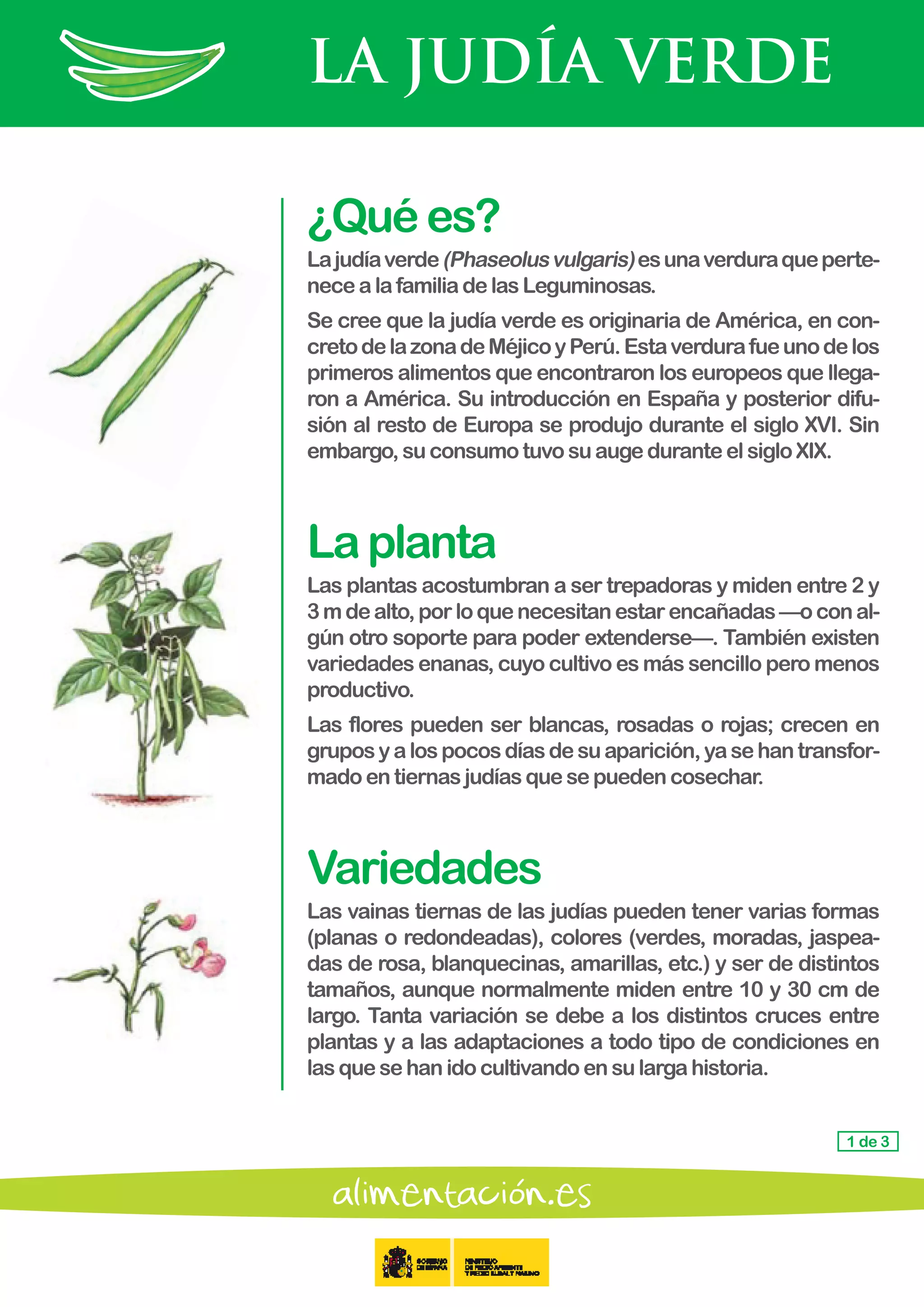 LA JUDÍA VERDE
1 de 3
¿Quées?
Lajudíaverde(Phaseolusvulgaris)esunaverduraqueperte-
necealafamiliadelasLeguminosas.
Se cree que la judía verde es originaria de América, en con-
cretodelazonadeMéjicoyPerú.Estaverdurafueunodelos
primeros alimentos que encontraron los europeos que llega-
ron a América. Su introducción en España y posterior difu-
sión al resto de Europa se produjo durante el siglo XVI. Sin
embargo,suconsumotuvosuaugeduranteelsigloXIX.
Laplanta
Las plantas acostumbran a ser trepadoras y miden entre 2 y
3mdealto,porloquenecesitanestarencañadas—oconal-
gún otro soporte para poder extenderse—. También existen
variedades enanas, cuyo cultivo es más sencillo pero menos
productivo.
Las flores pueden ser blancas, rosadas o rojas; crecen en
gruposyalospocosdíasdesuaparición,yasehantransfor-
mado en tiernasjudíasquesepuedencosechar.
Variedades
Las vainas tiernas de las judías pueden tener varias formas
(planas o redondeadas), colores (verdes, moradas, jaspea-
das de rosa, blanquecinas, amarillas, etc.) y ser de distintos
tamaños, aunque normalmente miden entre 10 y 30 cm de
largo. Tanta variación se debe a los distintos cruces entre
plantas y a las adaptaciones a todo tipo de condiciones en
las quesehanidocultivandoensulargahistoria.
 