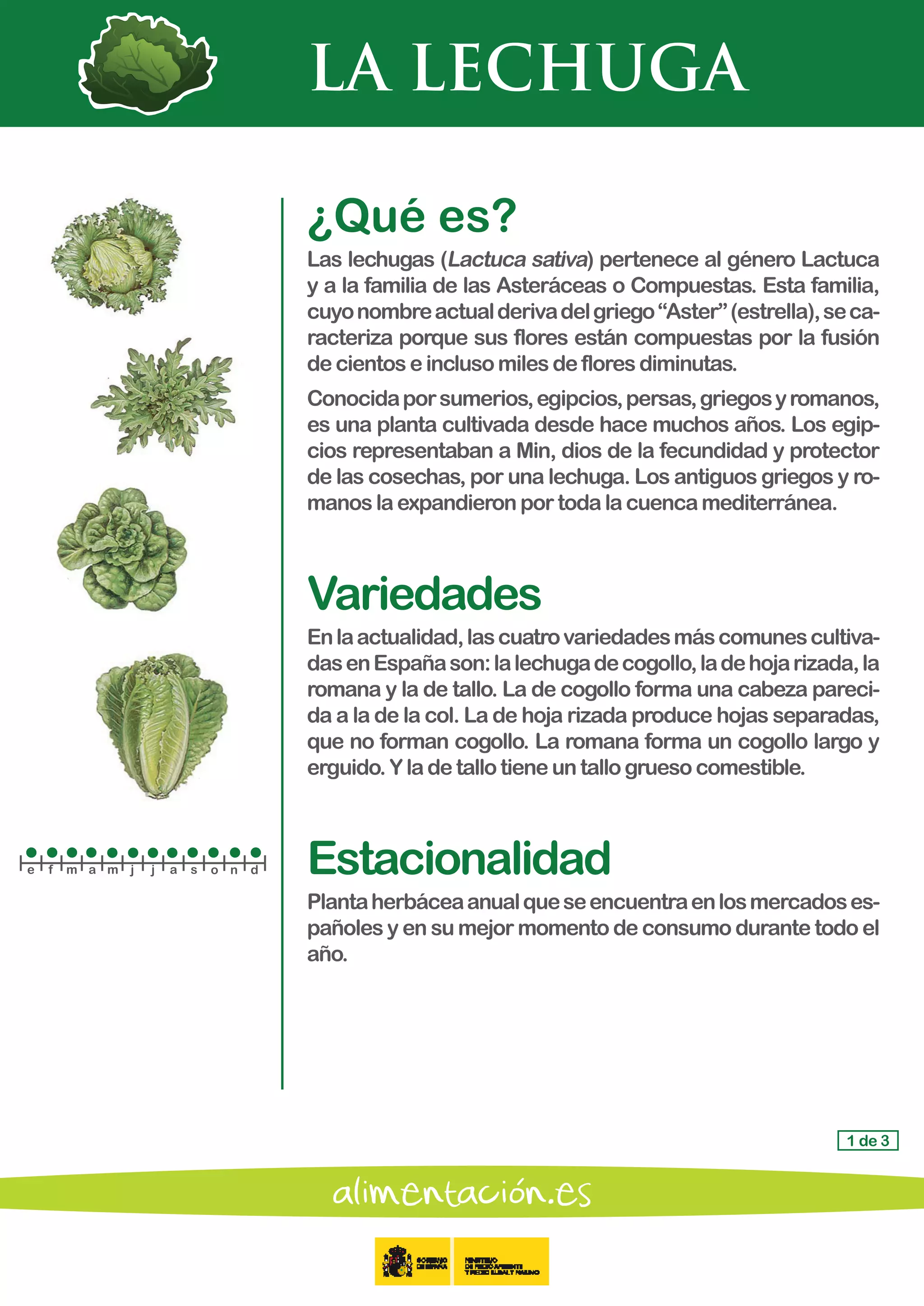 LA LECHUGA
1 de 3
¿Qué es?
Las lechugas (Lactuca sativa) pertenece al género Lactuca
y a la familia de las Asteráceas o Compuestas. Esta familia,
cuyonombreactualderivadelgriego“Aster”(estrella),seca-
racteriza porque sus flores están compuestas por la fusión
decientoseinclusomilesdefloresdiminutas.
Conocidaporsumerios,egipcios,persas,griegosyromanos,
es una planta cultivada desde hace muchos años. Los egip-
cios representaban a Min, dios de la fecundidad y protector
de las cosechas, por una lechuga. Los antiguos griegos y ro-
manos laexpandieronportodalacuencamediterránea.
Variedades
Enlaactualidad,lascuatrovariedadesmáscomunescultiva-
dasenEspañason:lalechugadecogollo,ladehojarizada,la
romana y la de tallo. La de cogollo forma una cabeza pareci-
da a la de la col. La de hoja rizada produce hojas separadas,
que no forman cogollo. La romana forma un cogollo largo y
erguido.Yladetallotieneuntallogruesocomestible.
Estacionalidad
Plantaherbáceaanualqueseencuentraenlosmercadoses-
pañoles y en su mejor momento de consumo durante todo el
año.
e f m a m j j a s o n d
 