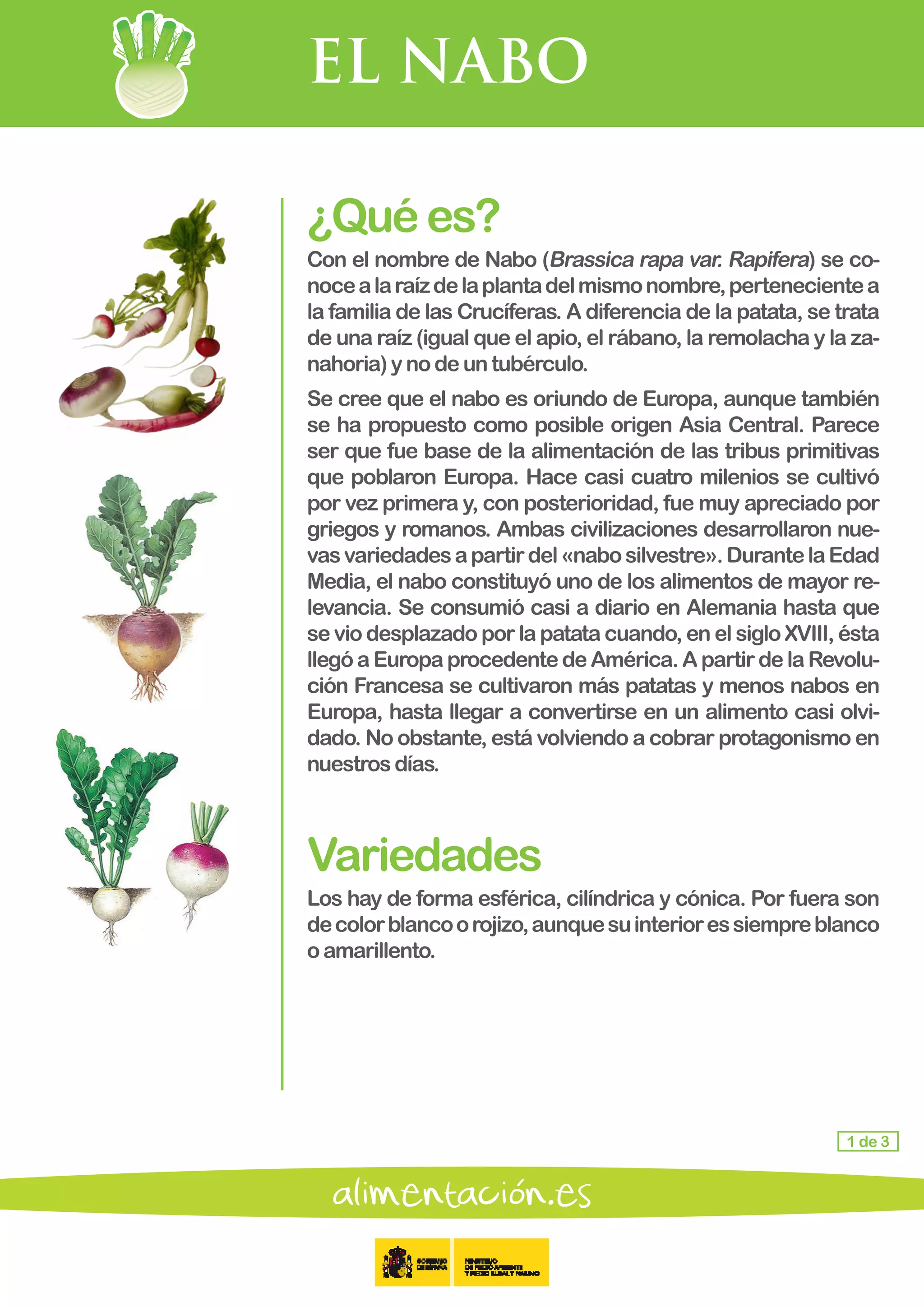 EL NABO
1 de 3
¿Quées?
Con el nombre de Nabo (Brassica rapa var. Rapifera) se co-
nocealaraízdelaplantadelmismonombre,pertenecientea
la familia de las Crucíferas. A diferencia de la patata, se trata
de una raíz (igual que el apio, el rábano, la remolacha y la za-
nahoria) ynodeuntubérculo.
Se cree que el nabo es oriundo de Europa, aunque también
se ha propuesto como posible origen Asia Central. Parece
ser que fue base de la alimentación de las tribus primitivas
que poblaron Europa. Hace casi cuatro milenios se cultivó
por vez primera y, con posterioridad, fue muy apreciado por
griegos y romanos. Ambas civilizaciones desarrollaron nue-
vasvariedadesapartirdel«nabosilvestre».DurantelaEdad
Media, el nabo constituyó uno de los alimentos de mayor re-
levancia. Se consumió casi a diario en Alemania hasta que
se vio desplazado por la patata cuando, en el siglo XVIII, ésta
llegó a Europa procedente de América. A partir de la Revolu-
ción Francesa se cultivaron más patatas y menos nabos en
Europa, hasta llegar a convertirse en un alimento casi olvi-
dado. No obstante, está volviendo a cobrar protagonismo en
nuestros días.
Variedades
Los hay de forma esférica, cilíndrica y cónica. Por fuera son
decolorblancoorojizo,aunquesuinterioressiempreblanco
o amarillento.
 