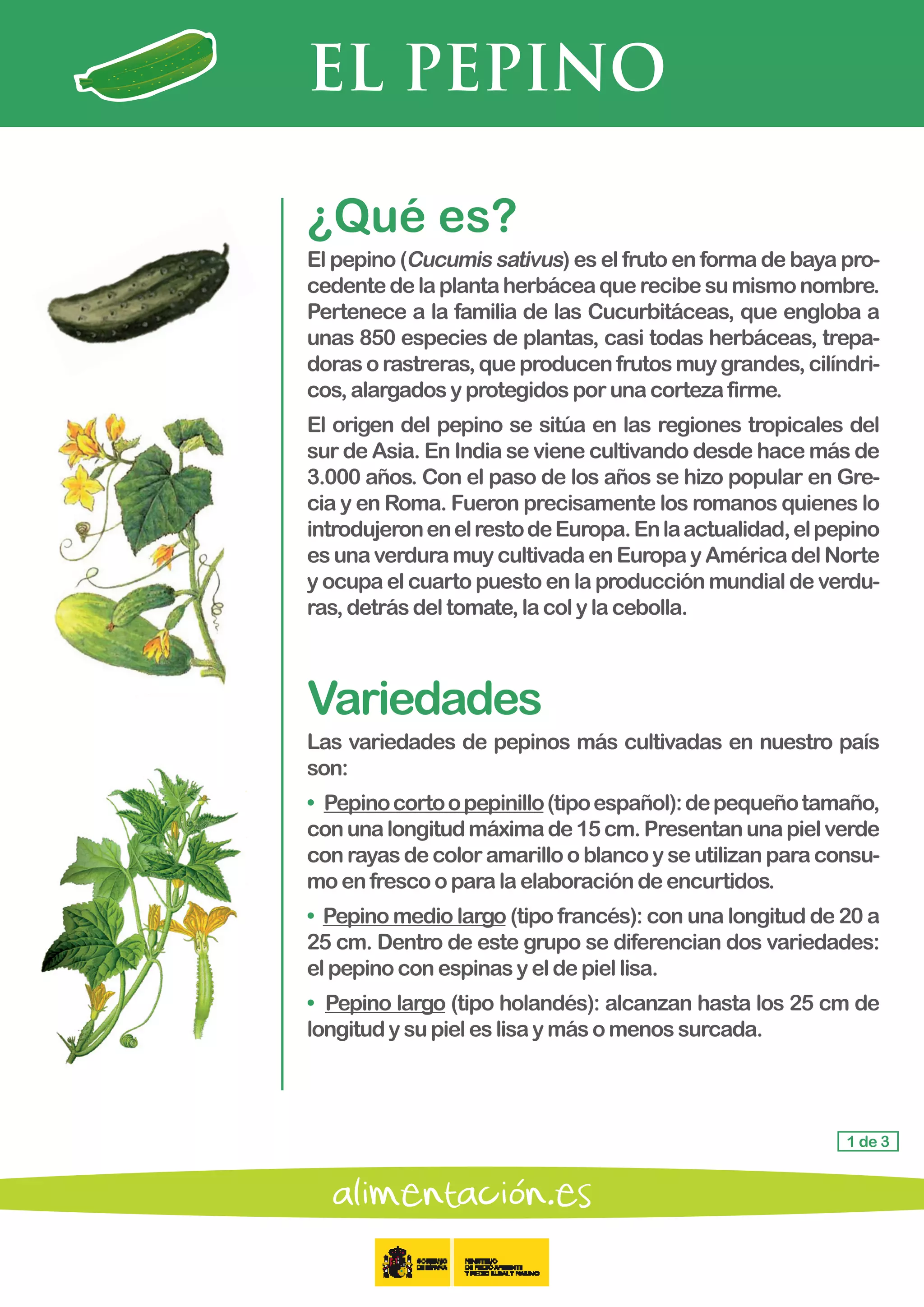 EL PEPINO
1 de 3
¿Qué es?
El pepino (Cucumis sativus) es el fruto en forma de baya pro-
cedentedelaplantaherbáceaquerecibesumismonombre.
Pertenece a la familia de las Cucurbitáceas, que engloba a
unas 850 especies de plantas, casi todas herbáceas, trepa-
dorasorastreras,queproducenfrutosmuygrandes,cilíndri-
cos,alargadosyprotegidosporunacortezafirme.
El origen del pepino se sitúa en las regiones tropicales del
sur de Asia. En India se viene cultivando desde hace más de
3.000 años. Con el paso de los años se hizo popular en Gre-
cia y en Roma. Fueron precisamente los romanos quienes lo
introdujeronenelrestodeEuropa.Enlaactualidad,elpepino
esunaverduramuycultivadaenEuropayAméricadelNorte
y ocupa el cuarto puesto en la producción mundial de verdu-
ras,detrásdeltomate,lacolylacebolla.
Variedades
Las variedades de pepinos más cultivadas en nuestro país
son:
• 	Pepinocortoopepinillo(tipoespañol):depequeñotamaño,
conunalongitudmáximade15cm.Presentanunapielverde
conrayasdecoloramarillooblancoyseutilizanparaconsu-
mo en frescooparalaelaboracióndeencurtidos.
• Pepino medio largo (tipo francés): con una longitud de 20 a
25 cm. Dentro de este grupo se diferencian dos variedades:
el pepino conespinasyeldepiellisa.
• Pepino largo (tipo holandés): alcanzan hasta los 25 cm de
longitud ysupieleslisaymásomenossurcada.
 