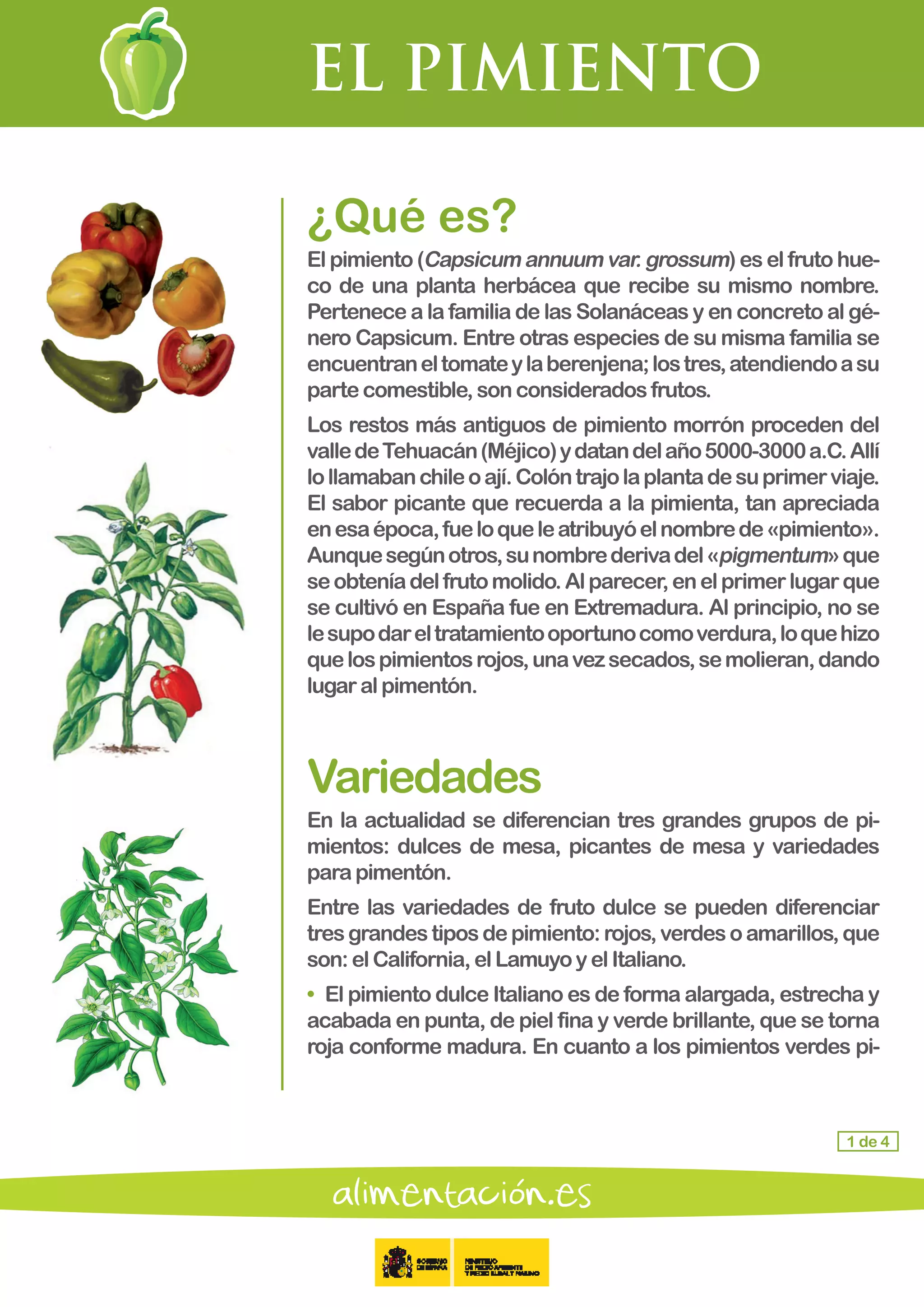 EL PIMIENTO
1 de 4
¿Qué es?
El pimiento (Capsicum annuum var. grossum) es el fruto hue-
co de una planta herbácea que recibe su mismo nombre.
Pertenece a la familia de las Solanáceas y en concreto al gé-
nero Capsicum. Entre otras especies de su misma familia se
encuentraneltomateylaberenjena;lostres,atendiendoasu
partecomestible,sonconsideradosfrutos.
Los restos más antiguos de pimiento morrón proceden del
valledeTehuacán(Méjico)ydatandelaño5000-3000a.C.Allí
lollamabanchileoají.Colóntrajolaplantadesuprimerviaje.
El sabor picante que recuerda a la pimienta, tan apreciada
enesaépoca,fueloqueleatribuyóelnombrede«pimiento».
Aunquesegúnotros,sunombrederivadel«pigmentum»que
seobteníadelfrutomolido.Alparecer,enelprimerlugarque
se cultivó en España fue en Extremadura. Al principio, no se
lesupodareltratamientooportunocomoverdura,loquehizo
quelospimientosrojos,unavezsecados,semolieran,dando
lugaralpimentón.
Variedades
En la actualidad se diferencian tres grandes grupos de pi-
mientos: dulces de mesa, picantes de mesa y variedades
parapimentón.
Entre las variedades de fruto dulce se pueden diferenciar
tresgrandestiposdepimiento:rojos,verdesoamarillos,que
son: el California,elLamuyoyelItaliano.
• 	El pimiento dulce Italiano es de forma alargada, estrecha y
acabada en punta, de piel fina y verde brillante, que se torna
roja conforme madura. En cuanto a los pimientos verdes pi-
 