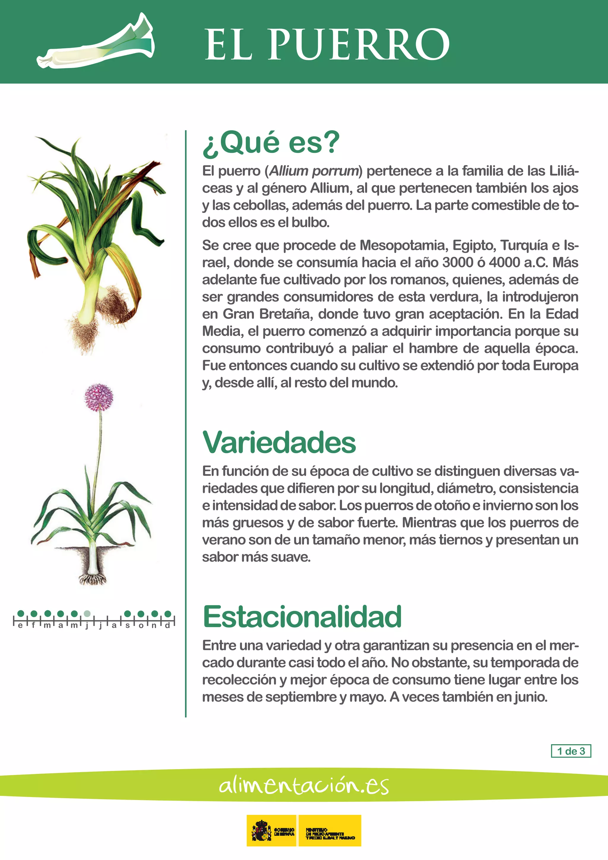 EL PUERRO
1 de 3
¿Qué es?
El puerro (Allium porrum) pertenece a la familia de las Liliá-
ceas y al género Allium, al que pertenecen también los ajos
y las cebollas, además del puerro. La parte comestible de to-
dos ellos eselbulbo.
Se cree que procede de Mesopotamia, Egipto, Turquía e Is-
rael, donde se consumía hacia el año 3000 ó 4000 a.C. Más
adelante fue cultivado por los romanos, quienes, además de
ser grandes consumidores de esta verdura, la introdujeron
en Gran Bretaña, donde tuvo gran aceptación. En la Edad
Media, el puerro comenzó a adquirir importancia porque su
consumo contribuyó a paliar el hambre de aquella época.
Fue entonces cuando su cultivo se extendió por toda Europa
y, desde allí,alrestodelmundo.
Variedades
En función de su época de cultivo se distinguen diversas va-
riedadesquedifierenporsulongitud,diámetro,consistencia
eintensidaddesabor.Lospuerrosdeotoñoeinviernosonlos
más gruesos y de sabor fuerte. Mientras que los puerros de
verano son de un tamaño menor, más tiernos y presentan un
sabor mássuave.
Estacionalidad
Entre una variedad y otra garantizan su presencia en el mer-
cadodurantecasitodoelaño.Noobstante,sutemporadade
recolección y mejor época de consumo tiene lugar entre los
meses deseptiembreymayo.Avecestambiénenjunio.
e f m a m j j a s o n d
 