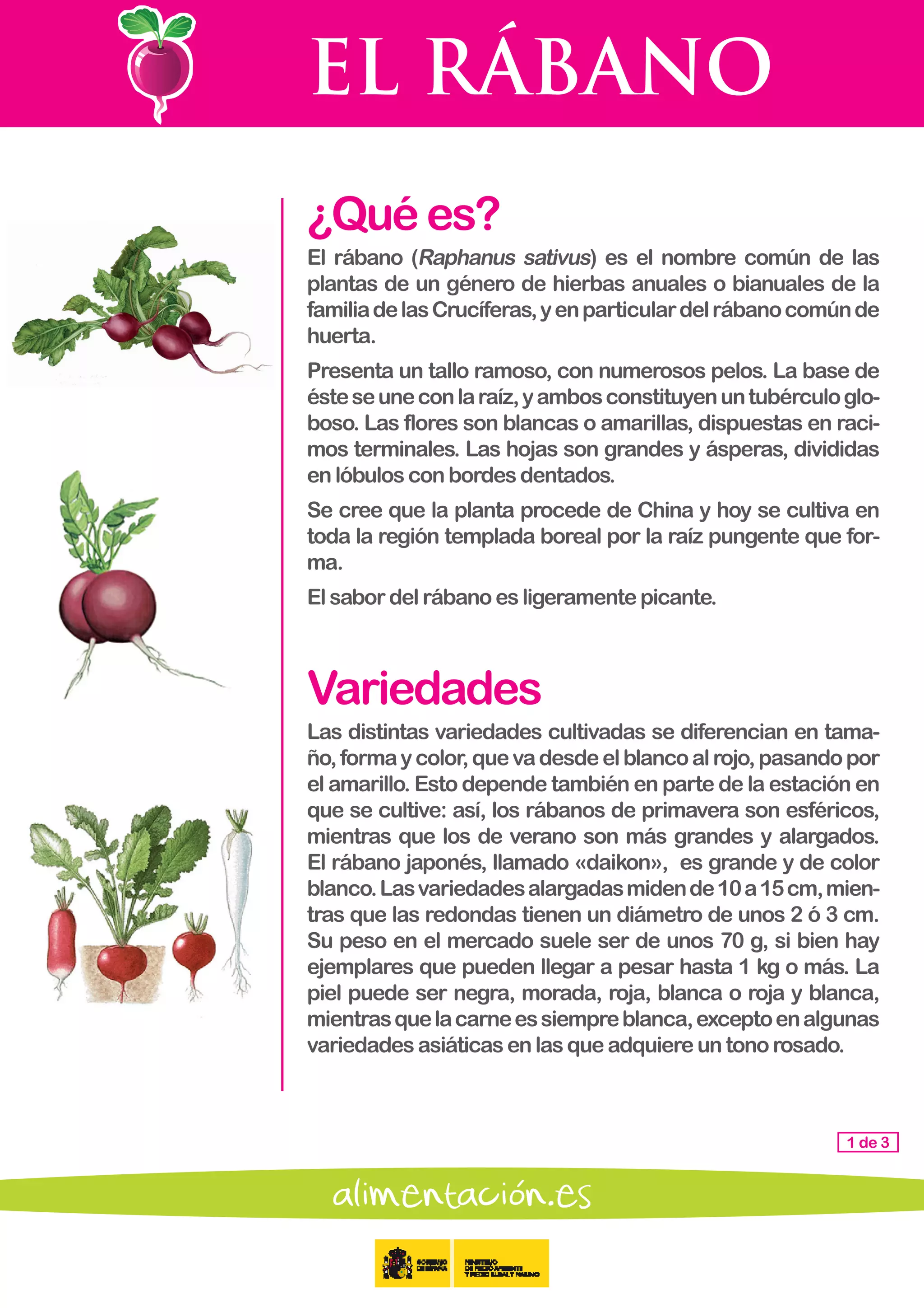 EL RÁBANO
1 de 3
¿Quées?
El rábano (Raphanus sativus) es el nombre común de las
plantas de un género de hierbas anuales o bianuales de la
familiadelasCrucíferas,yenparticulardelrábanocomúnde
huerta.
Presenta un tallo ramoso, con numerosos pelos. La base de
ésteseuneconlaraíz,yambosconstituyenuntubérculoglo-
boso. Las flores son blancas o amarillas, dispuestas en raci-
mos terminales. Las hojas son grandes y ásperas, divididas
en lóbulosconbordesdentados.
Se cree que la planta procede de China y hoy se cultiva en
toda la región templada boreal por la raíz pungente que for-
ma.
Elsabordelrábanoesligeramentepicante.
Variedades
Las distintas variedades cultivadas se diferencian en tama-
ño,formaycolor,quevadesdeelblancoalrojo,pasandopor
el amarillo. Esto depende también en parte de la estación en
que se cultive: así, los rábanos de primavera son esféricos,
mientras que los de verano son más grandes y alargados.
El rábano japonés, llamado «daikon», es grande y de color
blanco.Lasvariedadesalargadasmidende10a15cm,mien-
tras que las redondas tienen un diámetro de unos 2 ó 3 cm.
Su peso en el mercado suele ser de unos 70 g, si bien hay
ejemplares que pueden llegar a pesar hasta 1 kg o más. La
piel puede ser negra, morada, roja, blanca o roja y blanca,
mientrasquelacarneessiempreblanca,exceptoenalgunas
variedadesasiáticasenlasqueadquiereuntonorosado.
 