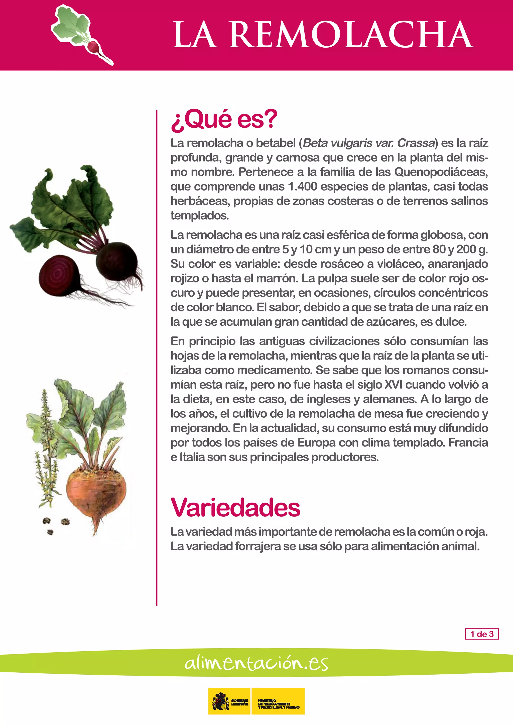 LA REMOLACHA
1 de 3
¿Quées?
La remolacha o betabel (Beta vulgaris var. Crassa) es la raíz
profunda, grande y carnosa que crece en la planta del mis-
mo nombre. Pertenece a la familia de las Quenopodiáceas,
que comprende unas 1.400 especies de plantas, casi todas
herbáceas, propias de zonas costeras o de terrenos salinos
templados.
Laremolachaesunaraízcasiesféricadeformaglobosa,con
undiámetrodeentre5y10cmyunpesodeentre80y200g.
Su color es variable: desde rosáceo a violáceo, anaranjado
rojizo o hasta el marrón. La pulpa suele ser de color rojo os-
curo y puede presentar, en ocasiones, círculos concéntricos
decolorblanco.Elsabor,debidoaquesetratadeunaraízen
laqueseacumulangrancantidaddeazúcares,esdulce.
En principio las antiguas civilizaciones sólo consumían las
hojasdelaremolacha,mientrasquelaraízdelaplantaseuti-
lizaba como medicamento. Se sabe que los romanos consu-
mían esta raíz, pero no fue hasta el siglo XVI cuando volvió a
la dieta, en este caso, de ingleses y alemanes. A lo largo de
los años, el cultivo de la remolacha de mesa fue creciendo y
mejorando.Enlaactualidad,suconsumoestámuydifundido
por todos los países de Europa con clima templado. Francia
eItaliasonsusprincipalesproductores.
Variedades
Lavariedadmásimportantederemolachaeslacomúnoroja.
Lavariedadforrajeraseusasóloparaalimentaciónanimal.
 