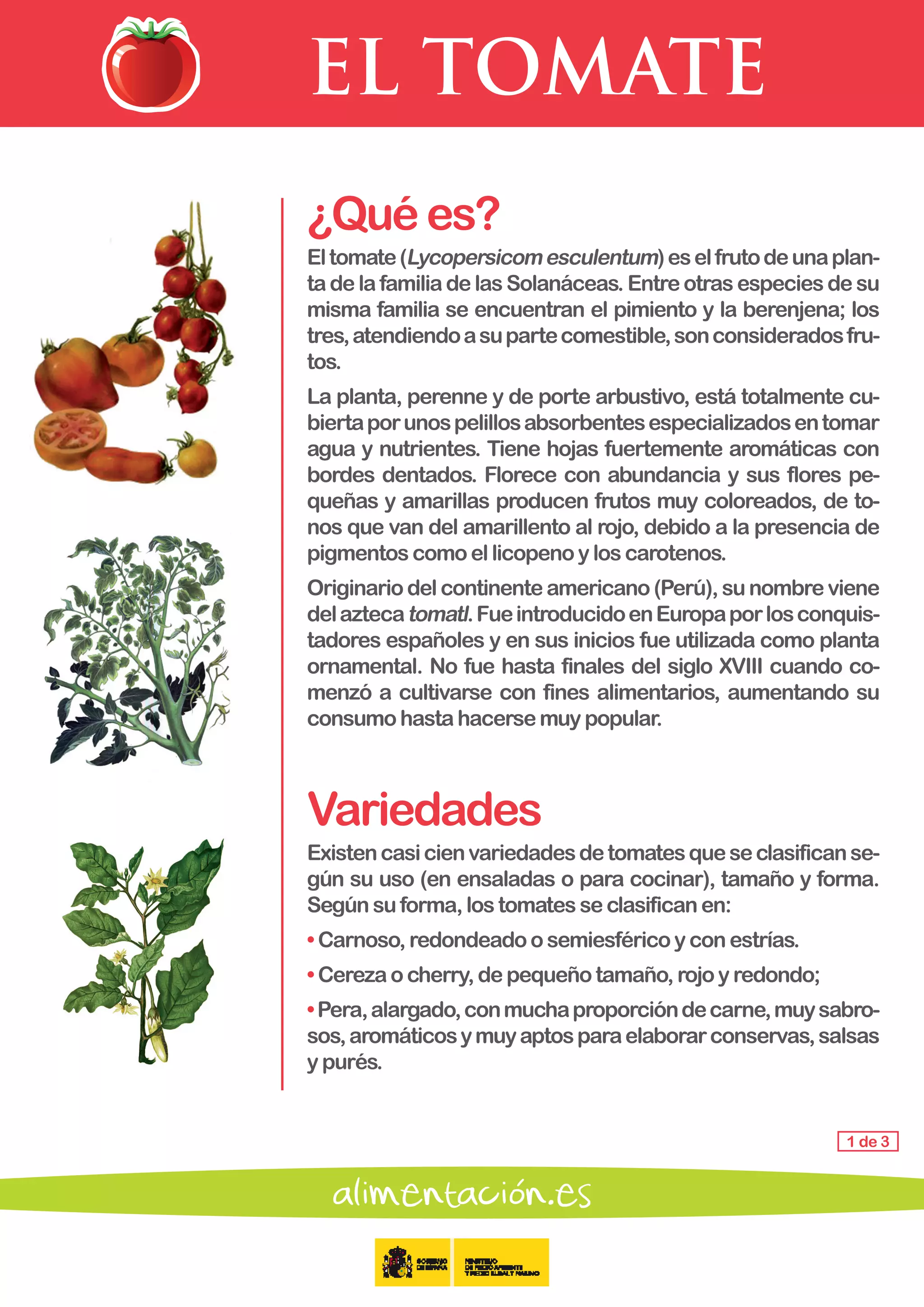 EL TOMATE
1 de 3
¿Quées?
Eltomate(Lycopersicomesculentum)eselfrutodeunaplan-
ta de la familia de las Solanáceas. Entre otras especies de su
misma familia se encuentran el pimiento y la berenjena; los
tres,atendiendoasupartecomestible,sonconsideradosfru-
tos.
La planta, perenne y de porte arbustivo, está totalmente cu-
biertaporunospelillosabsorbentesespecializadosentomar
agua y nutrientes. Tiene hojas fuertemente aromáticas con
bordes dentados. Florece con abundancia y sus flores pe-
queñas y amarillas producen frutos muy coloreados, de to-
nos que van del amarillento al rojo, debido a la presencia de
pigmentoscomoellicopenoyloscarotenos.
Originario del continente americano (Perú), su nombre viene
delaztecatomatl.FueintroducidoenEuropaporlosconquis-
tadores españoles y en sus inicios fue utilizada como planta
ornamental. No fue hasta finales del siglo XVIII cuando co-
menzó a cultivarse con fines alimentarios, aumentando su
consumohastahacersemuypopular.
Variedades
Existencasicienvariedadesdetomatesqueseclasificanse-
gún su uso (en ensaladas o para cocinar), tamaño y forma.
Según suforma,lostomatesseclasificanen:
• Carnoso,redondeadoosemiesféricoyconestrías.
• Cerezaocherry,depequeñotamaño,rojoyredondo;
•Pera,alargado,conmuchaproporcióndecarne,muysabro-
sos,aromáticosymuyaptosparaelaborarconservas,salsas
y purés.
 