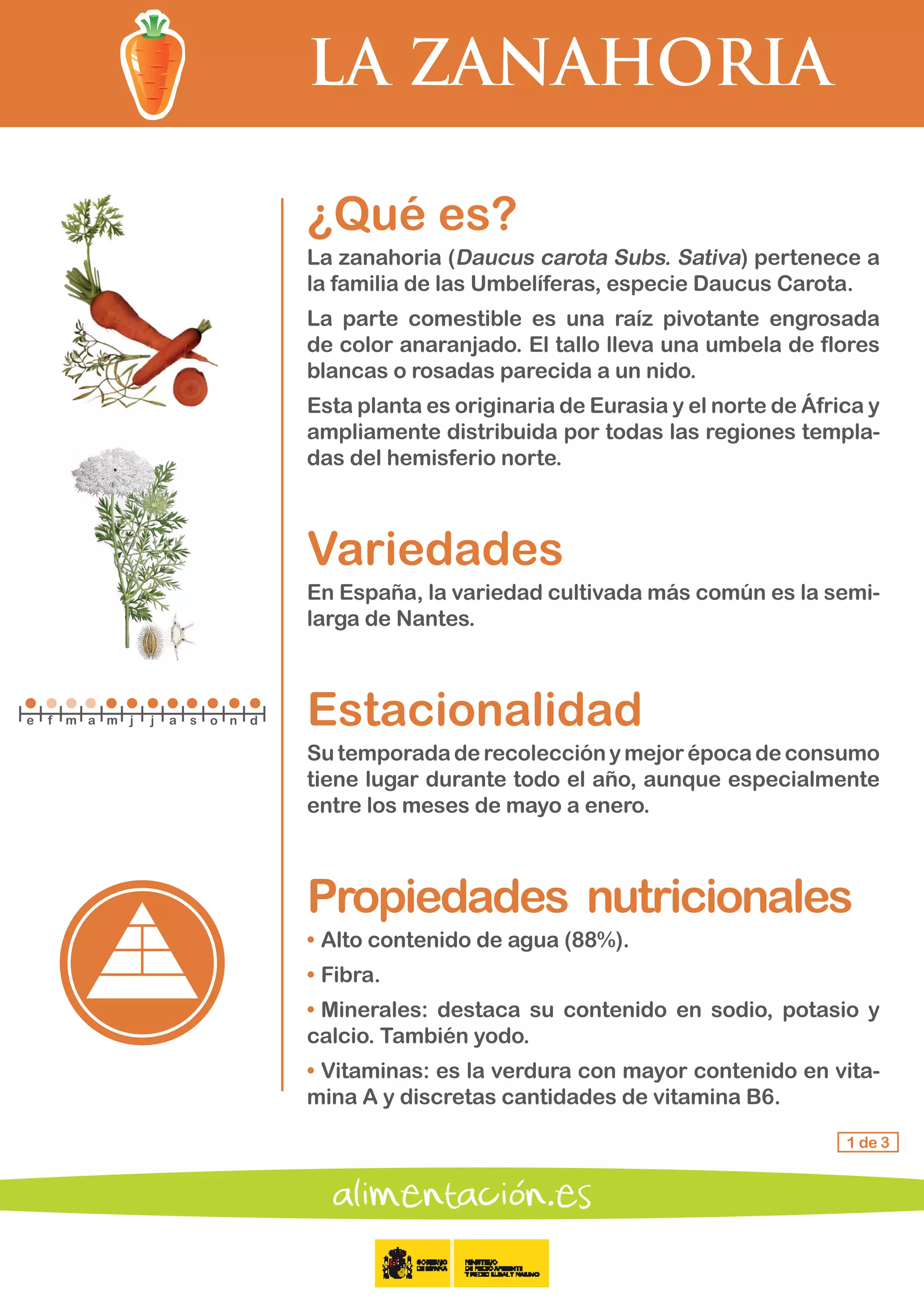 LA ZANAHORIA
1 de 3
¿Qué es?
La zanahoria (Daucus carota Subs. Sativa) pertenece a
la familia de las Umbelíferas, especie Daucus Carota.
La parte comestible es una raíz pivotante engrosada
de color anaranjado. El tallo lleva una umbela de flores
blancas o rosadas parecida a un nido.
Esta planta es originaria de Eurasia y el norte de África y
ampliamente distribuida por todas las regiones templa-
das del hemisferio norte.
Variedades
En España, la variedad cultivada más común es la semi-
larga de Nantes.
Estacionalidad
Su temporadaderecolecciónymejorépocadeconsumo
tiene lugar durante todo el año, aunque especialmente
entre los meses de mayo a enero.
Propiedades	 nutricionales
• 	Alto contenido de agua (88%).
•	Fibra.
•	Minerales: destaca su contenido en sodio, potasio y
calcio. También yodo.
•	Vitaminas: es la verdura con mayor contenido en vita-
mina A y discretas cantidades de vitamina B6.
e f m a m j j a s o n d
 